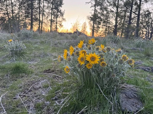 September 2025 Monthly Meeting and Program