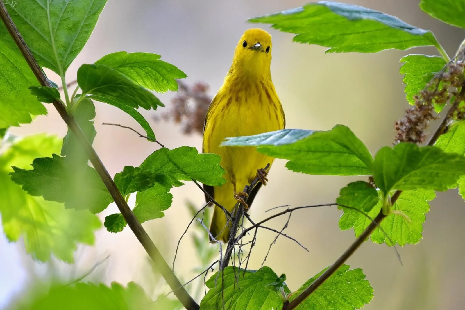 Explore Glen Tana on a birding hike led by hike docent Brenda Day, sponsored by Inland NW Land Conservancy