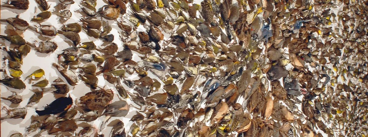 Simple Steps you take can reduce bird injury or mortality in our region