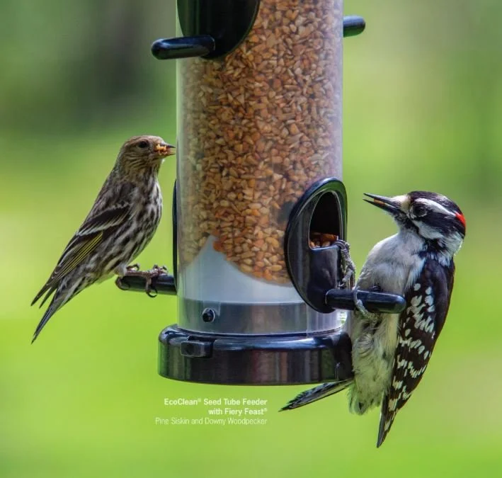 Wellness Benefits of Birds