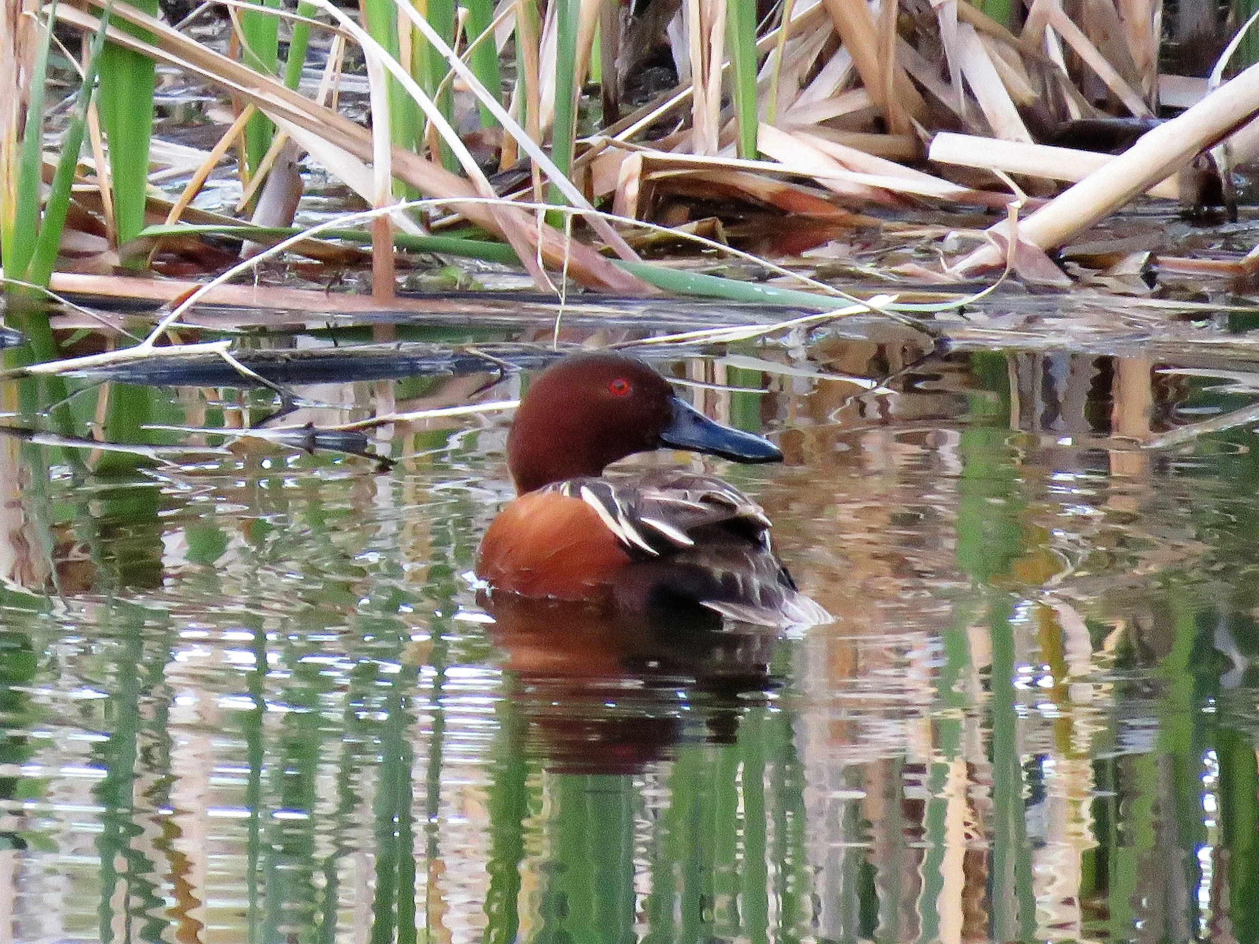 Medical Lake Birds &amp; Brunch