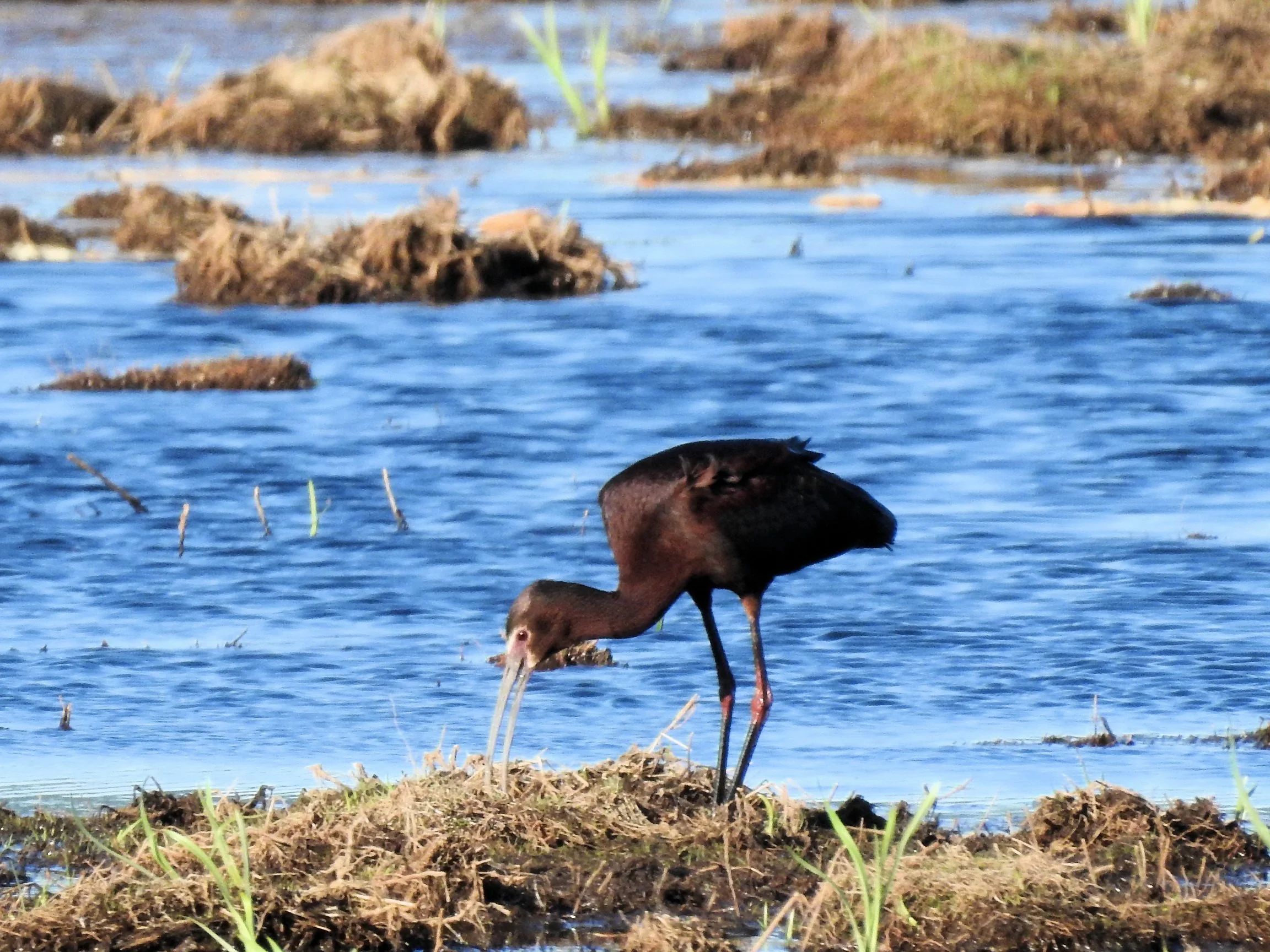 Saltese Flats Birdwalk