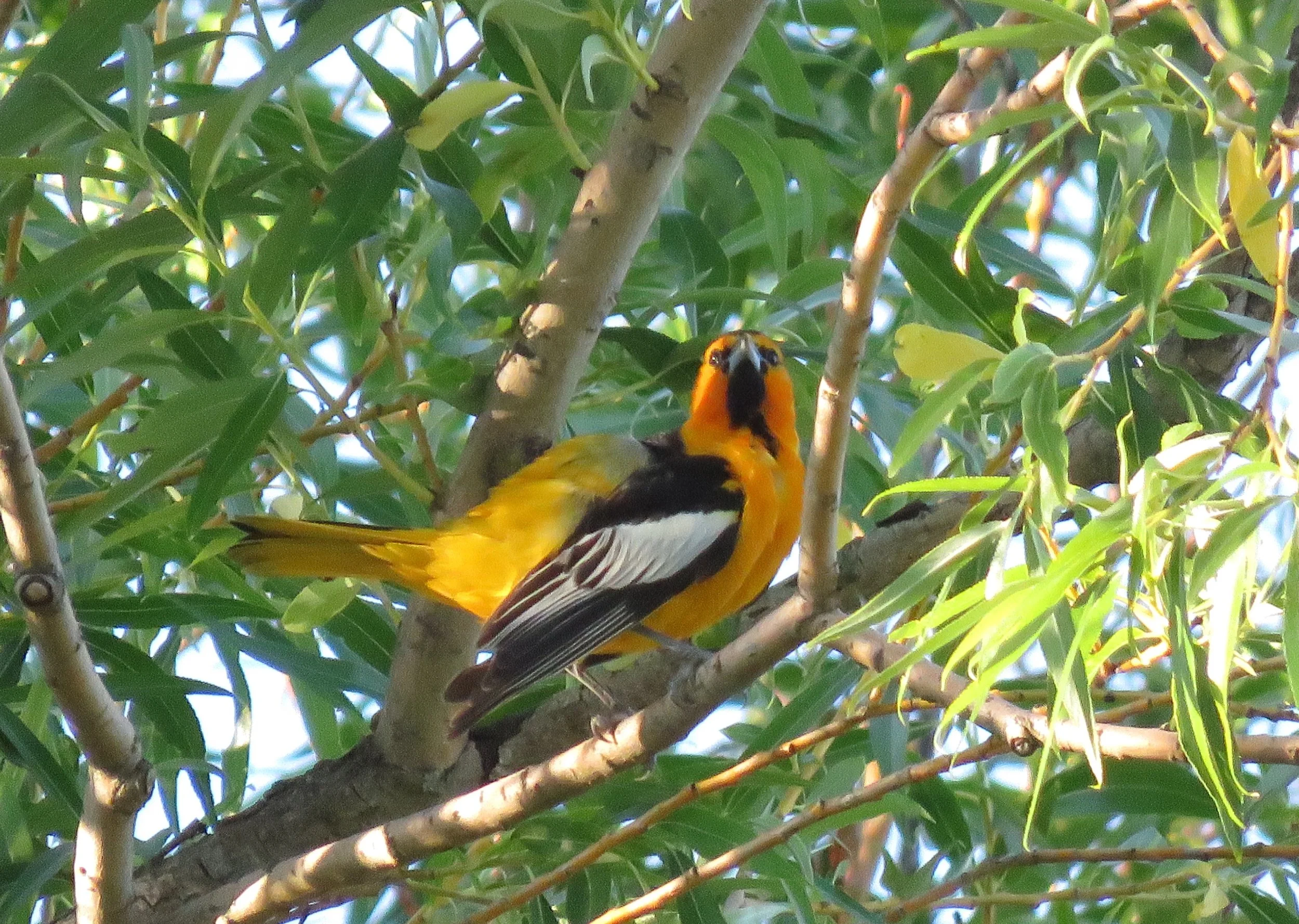 Little Spokane River Paddle &amp; Birding