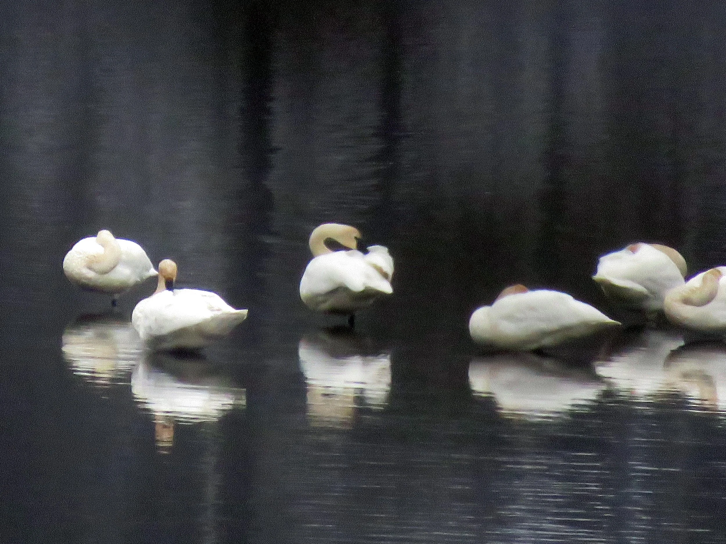 Birding the Slavin Conservation Area with INLC