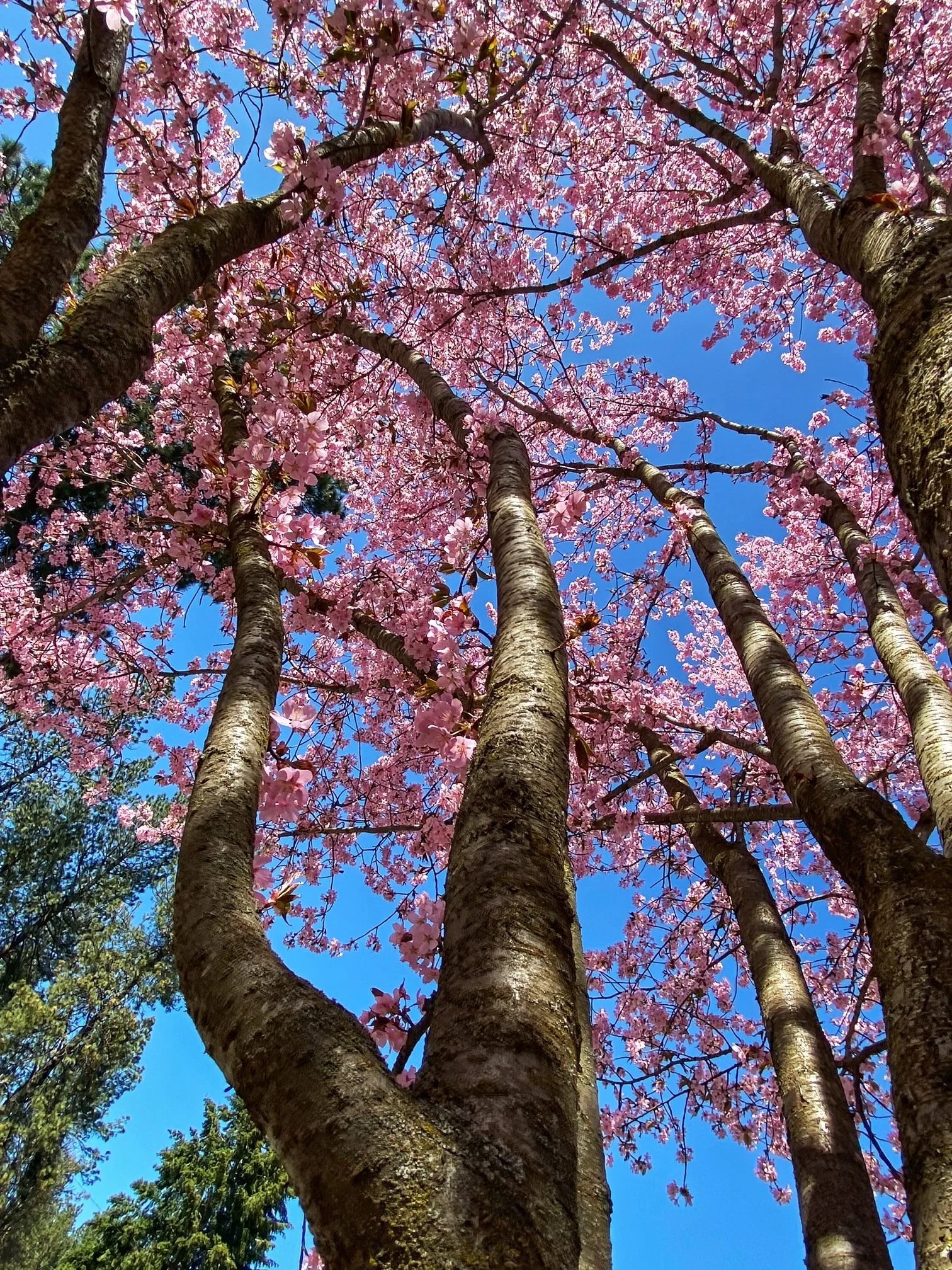Arbor Day at Finch Arboretum