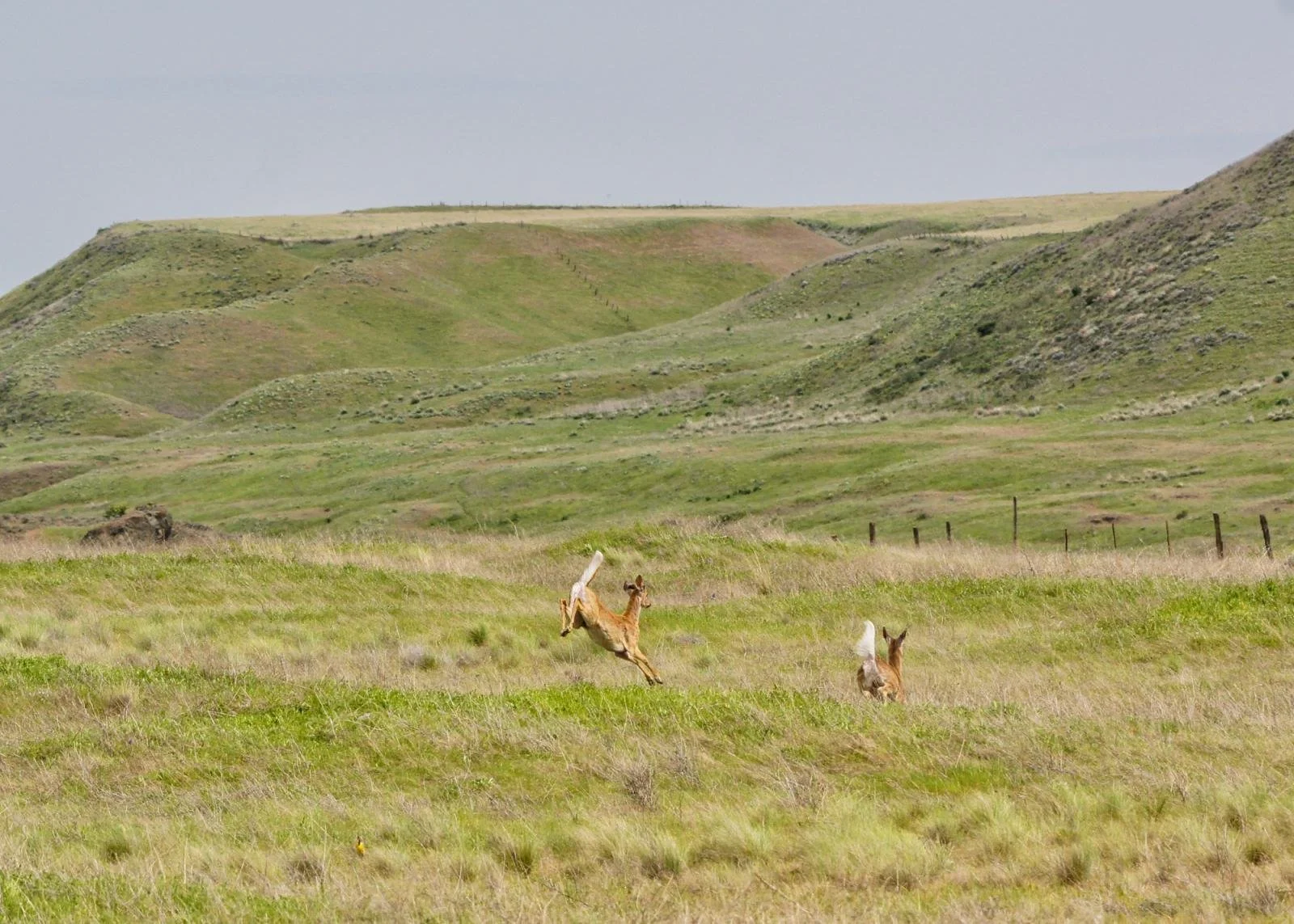 Revere Wildlife Area Restoration Project