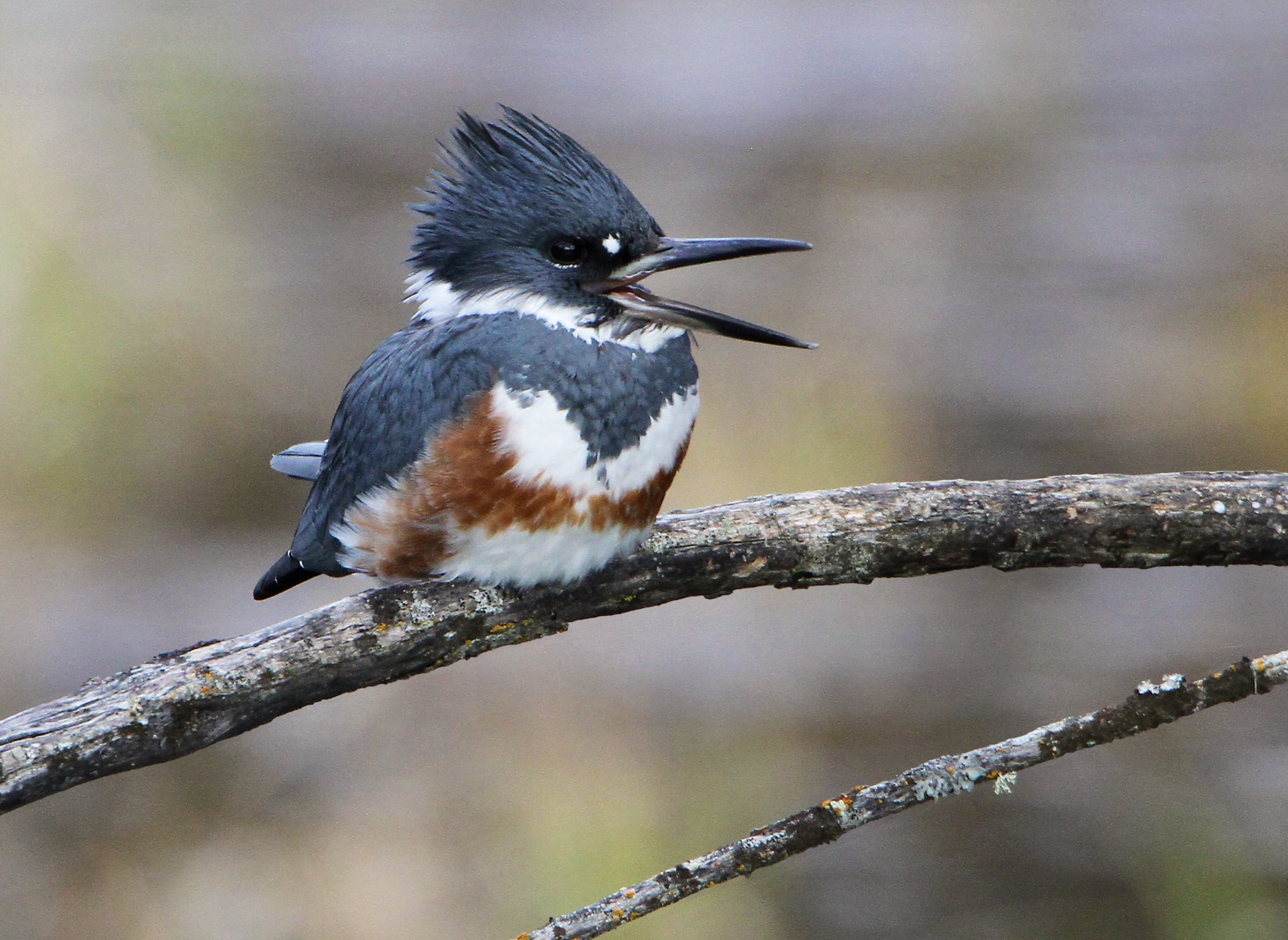 Spokane River Stationary Bird Outing