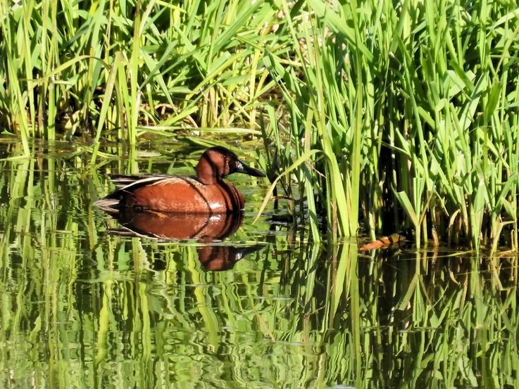 Bird Walk at Slavin Conservation Area
