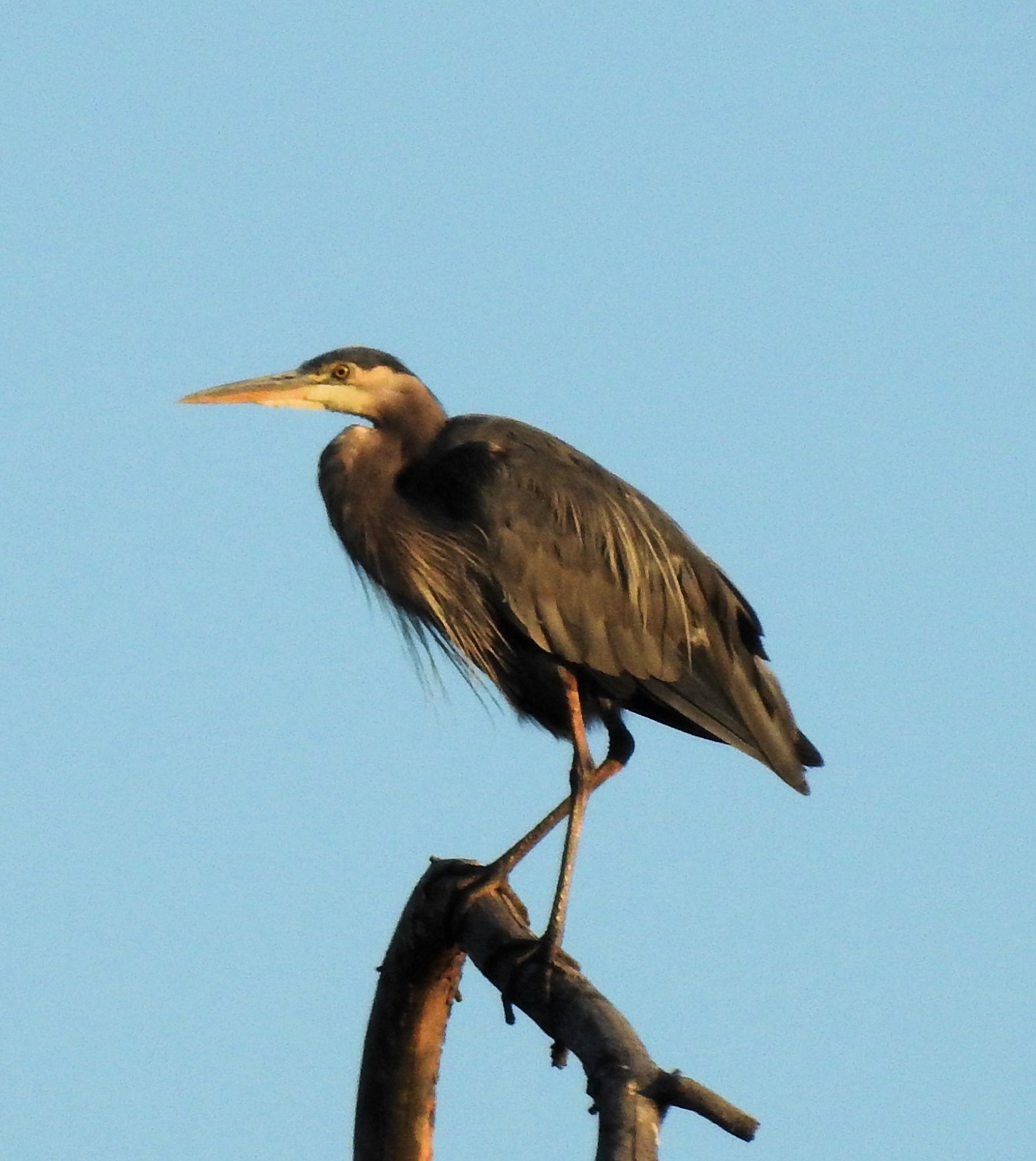 Songbirds &amp; Strings: BeethoVAN at Turnbull National Wildlife Refuge