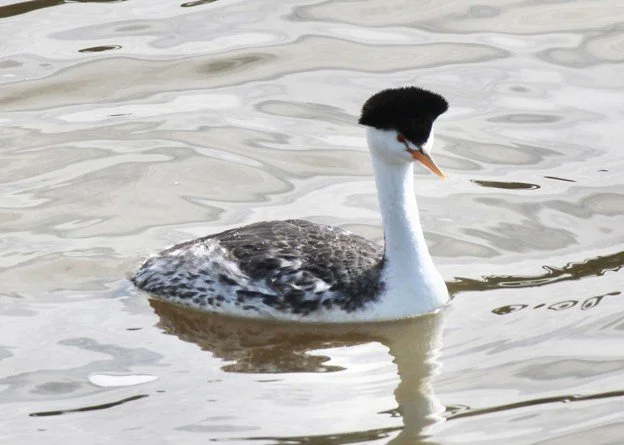 Malheur Wildlife Refuge: An Early Spring Field Trip Recap