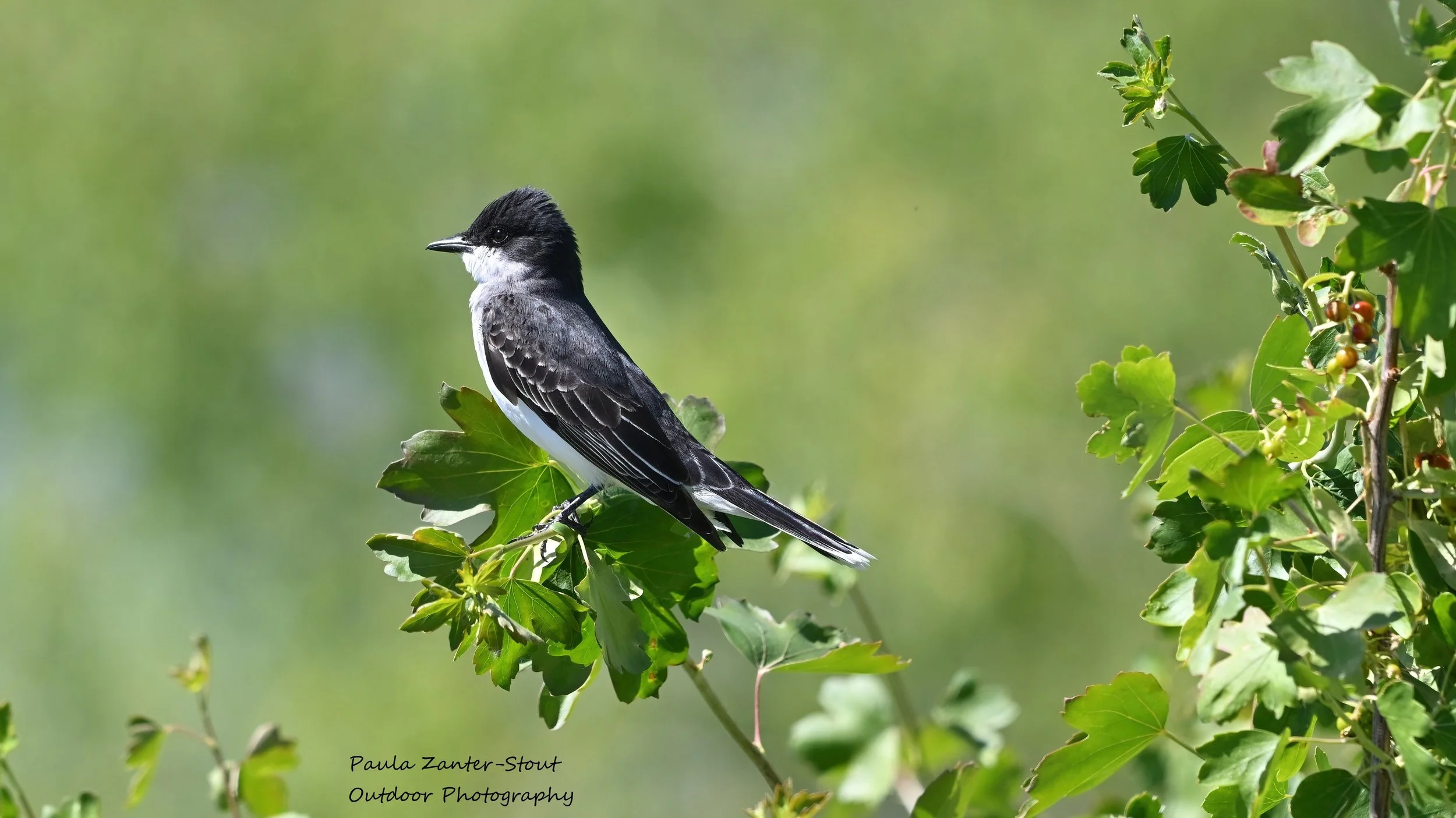 Bird Migration and Protection Presentation