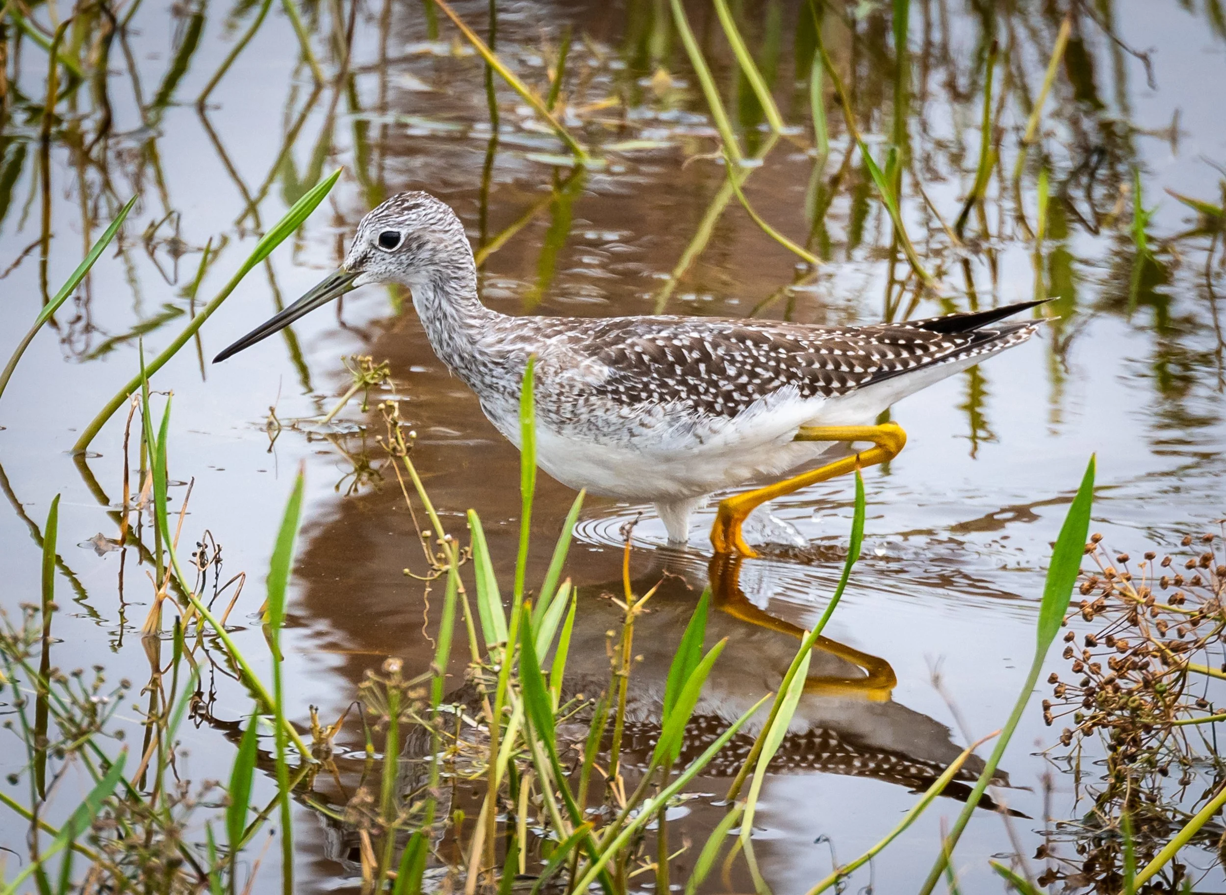 Fall Shorebird Migration