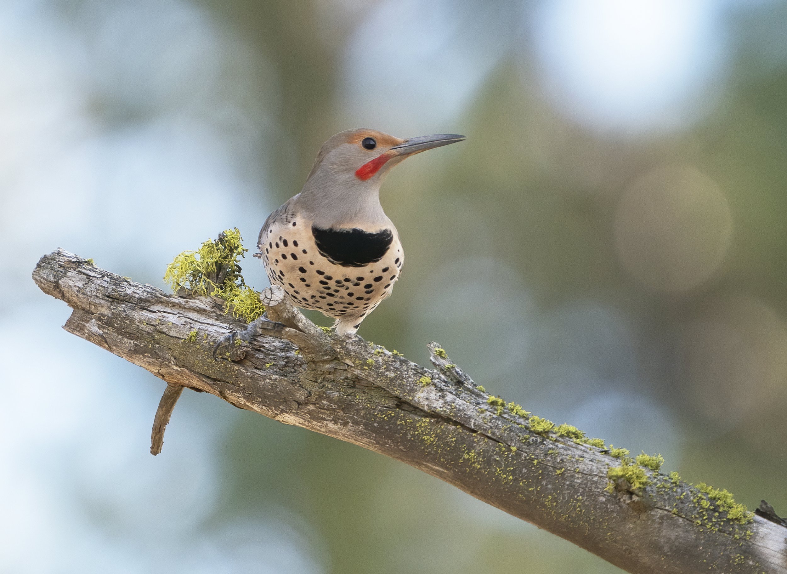Bird Walk at Slavin Ranch