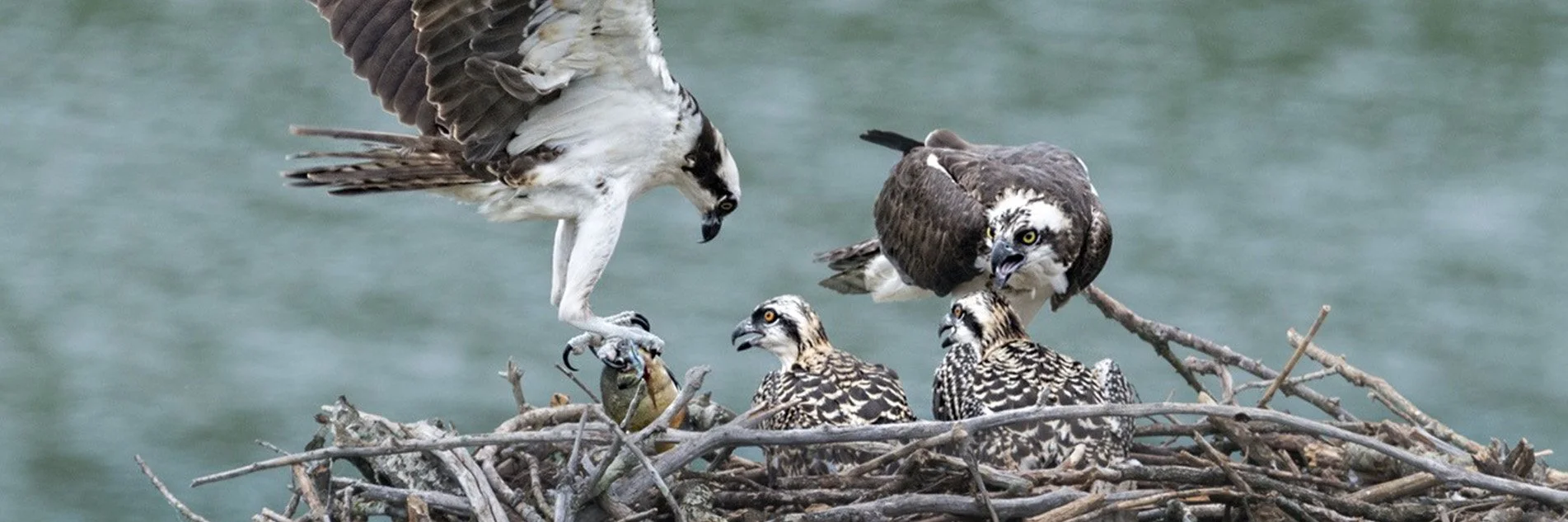 Ospreys Take Flight