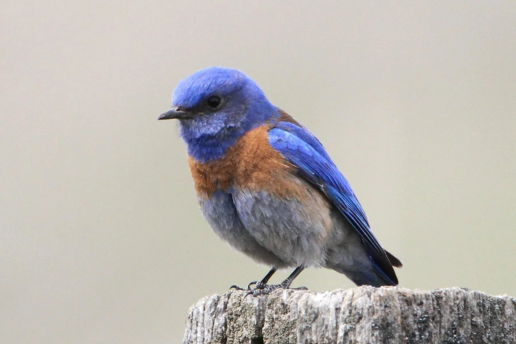 Class: Beginning birding and getting the most from your Merlin and EBird apps