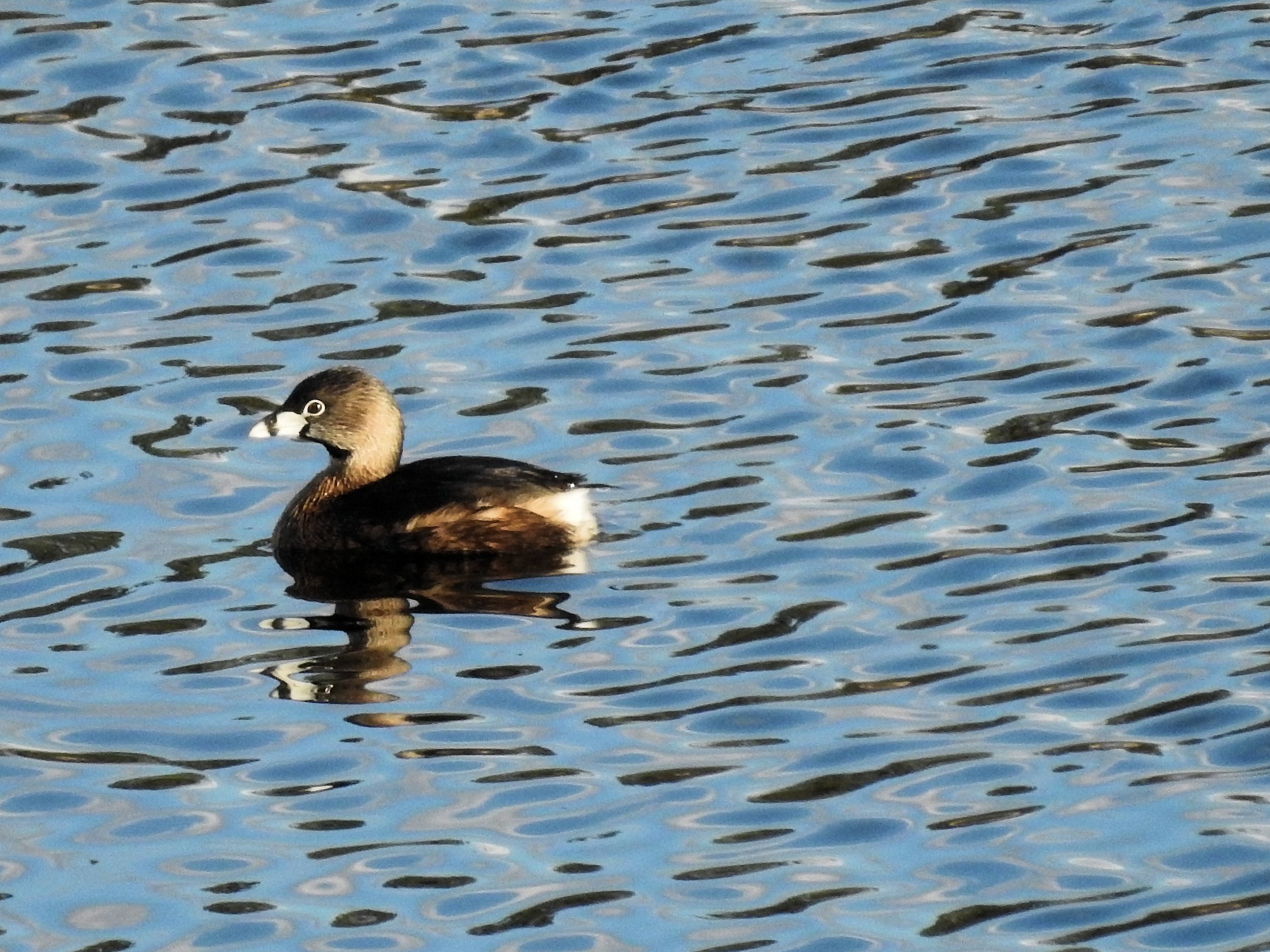 Bird Walk at Slavin Conservation Area