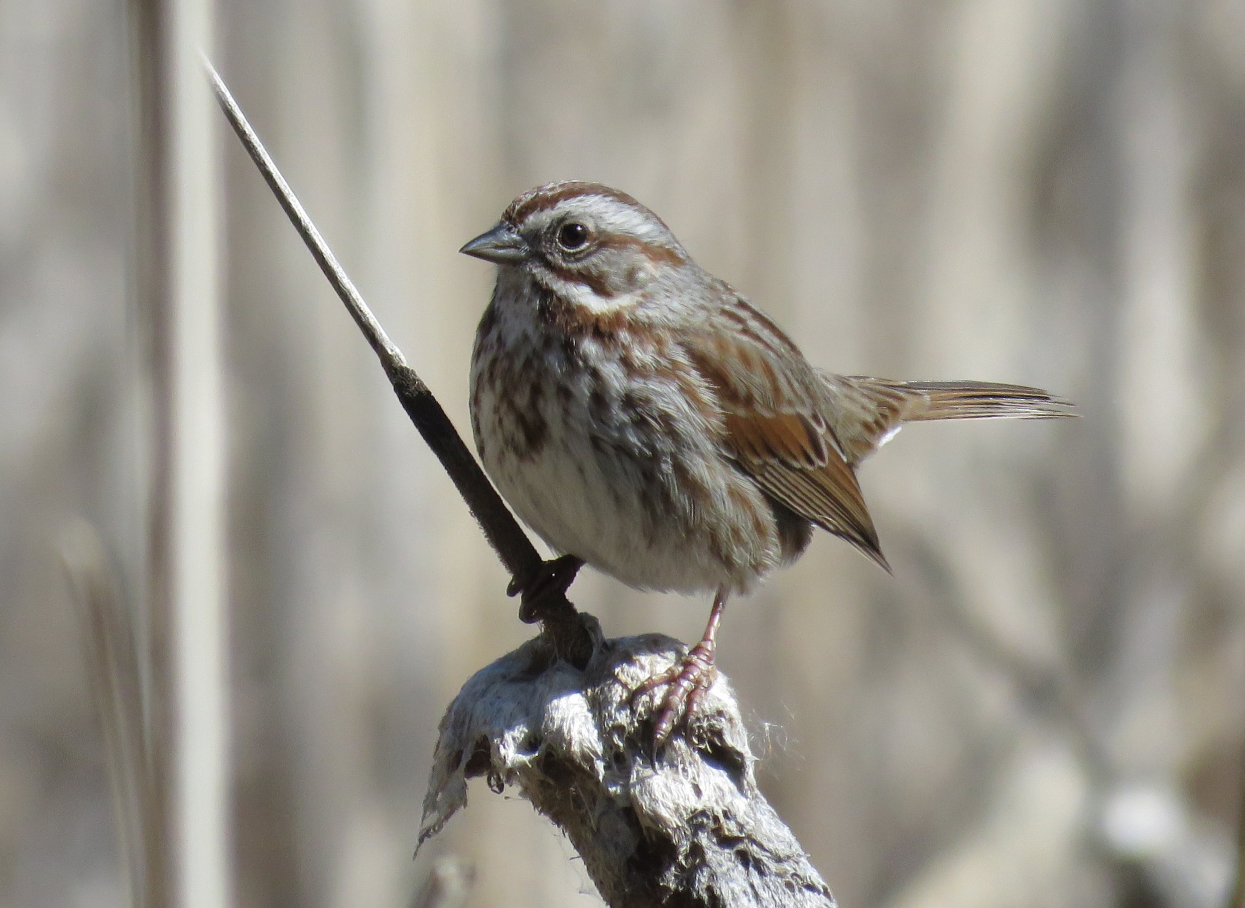 Saltese Flats Birdwalk and Community Meetup