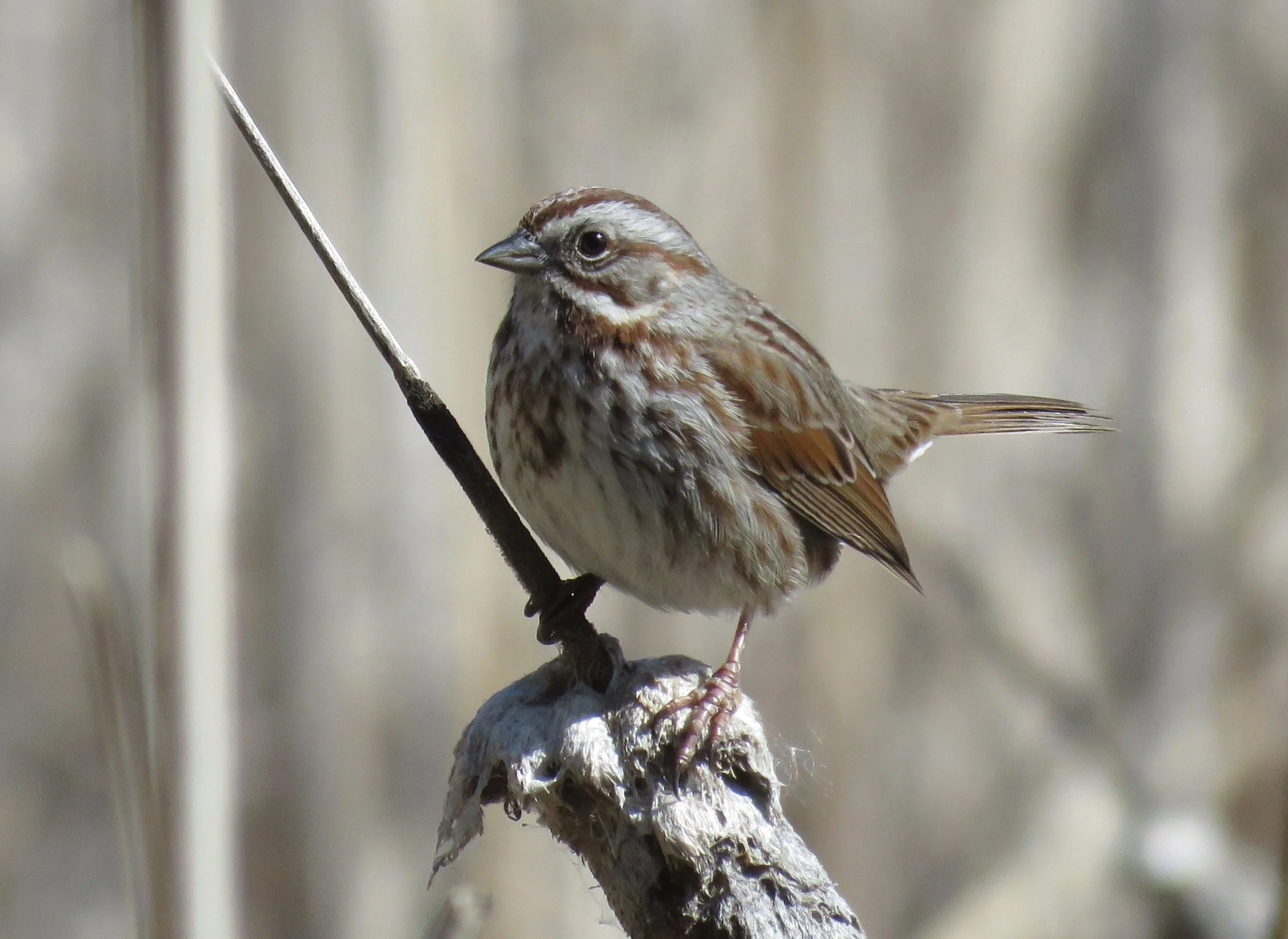 Saltese Flats Birdwalk and Community Meetup