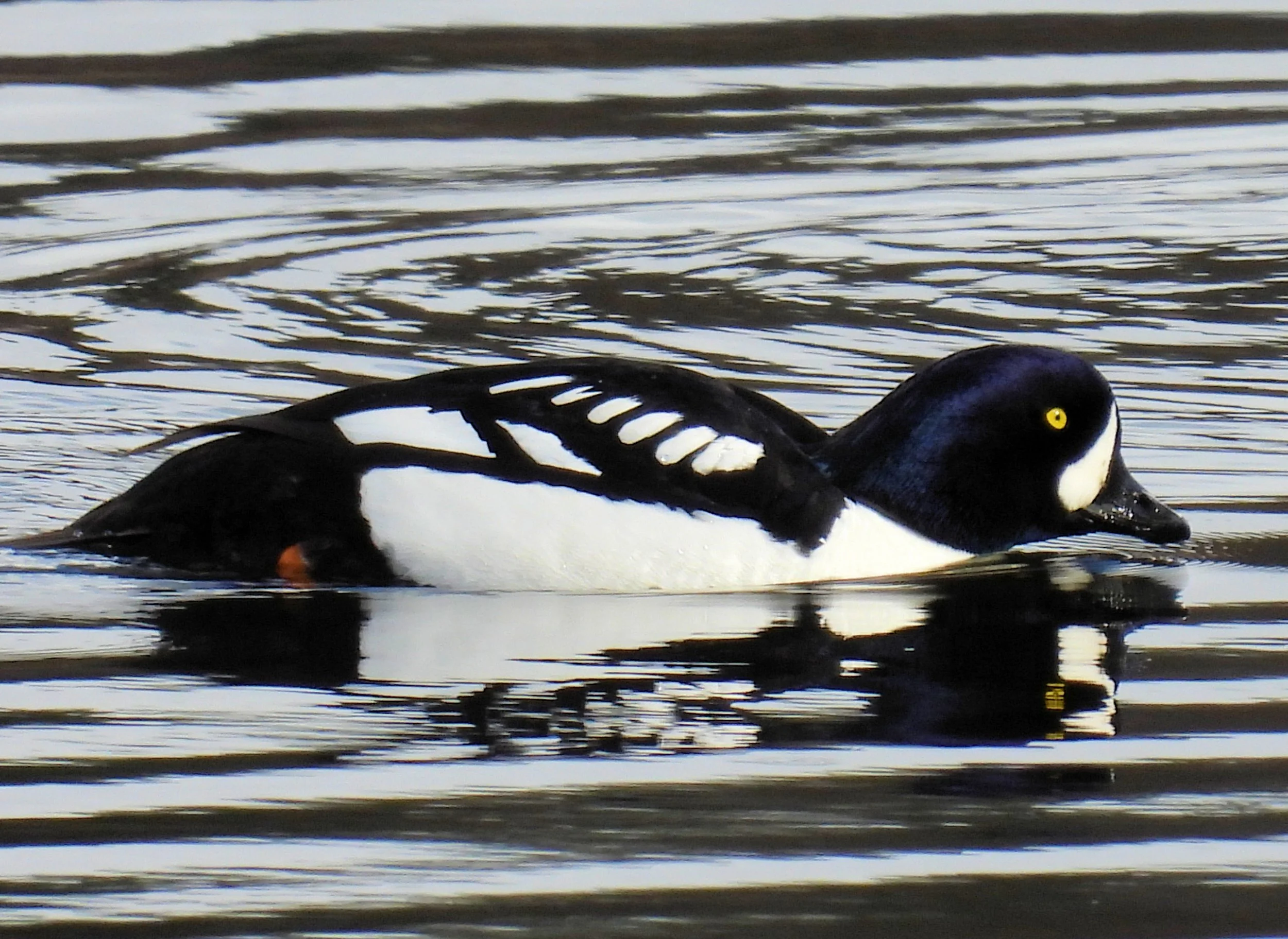 Bird Walk at Cheney Wetlands