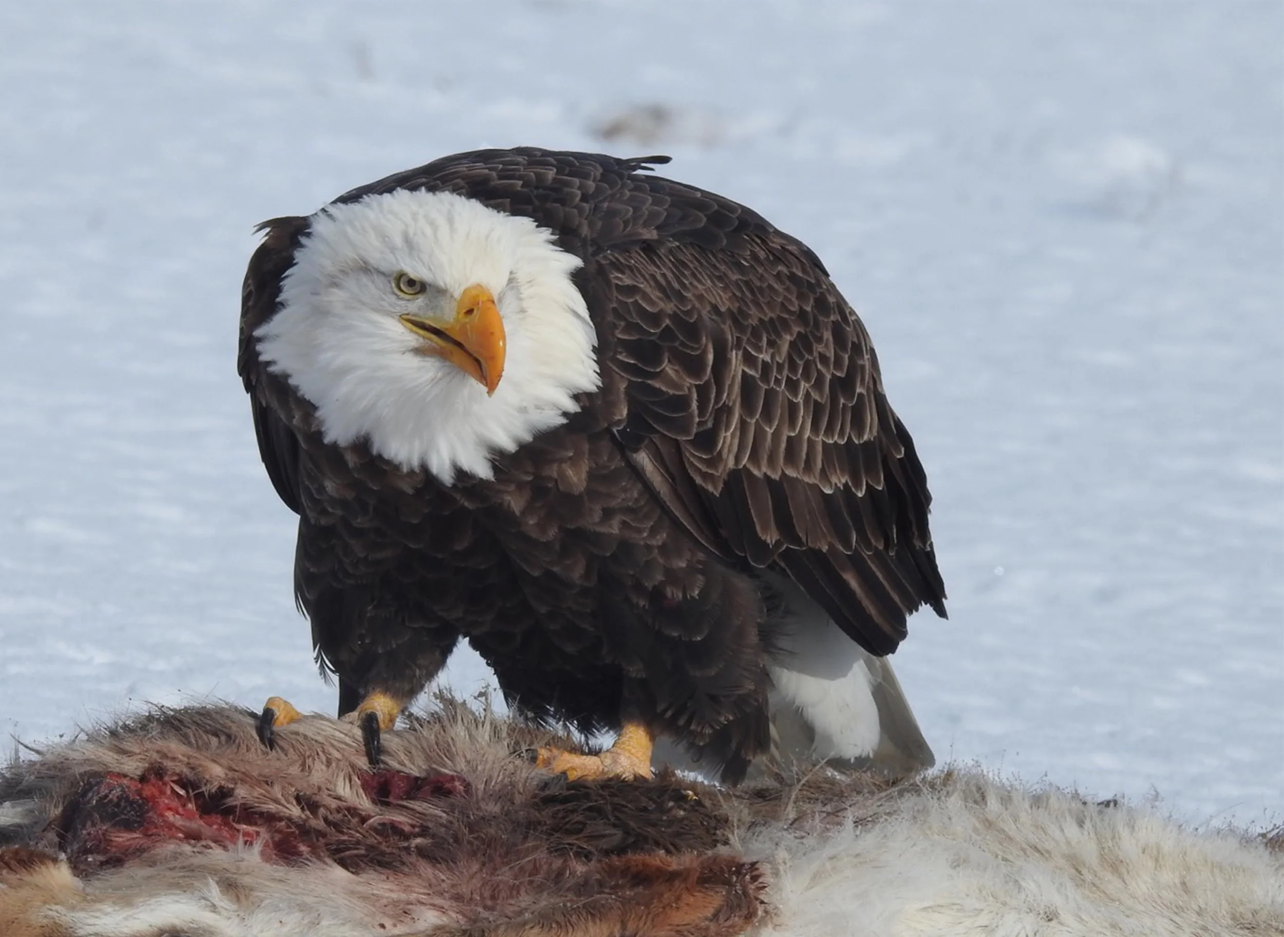 Lake CDA Eagle Watching Cruise