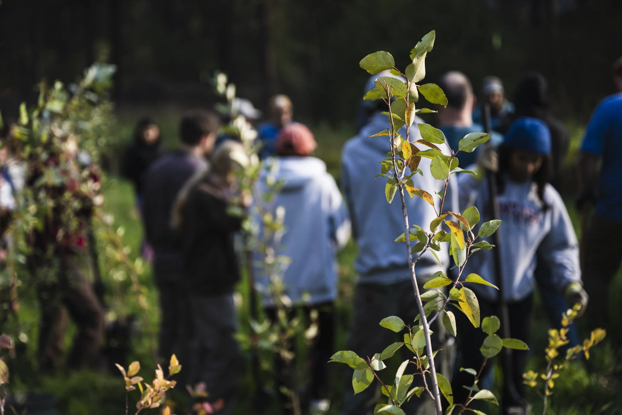 Waikiki Takes Root: A Community Planting Event