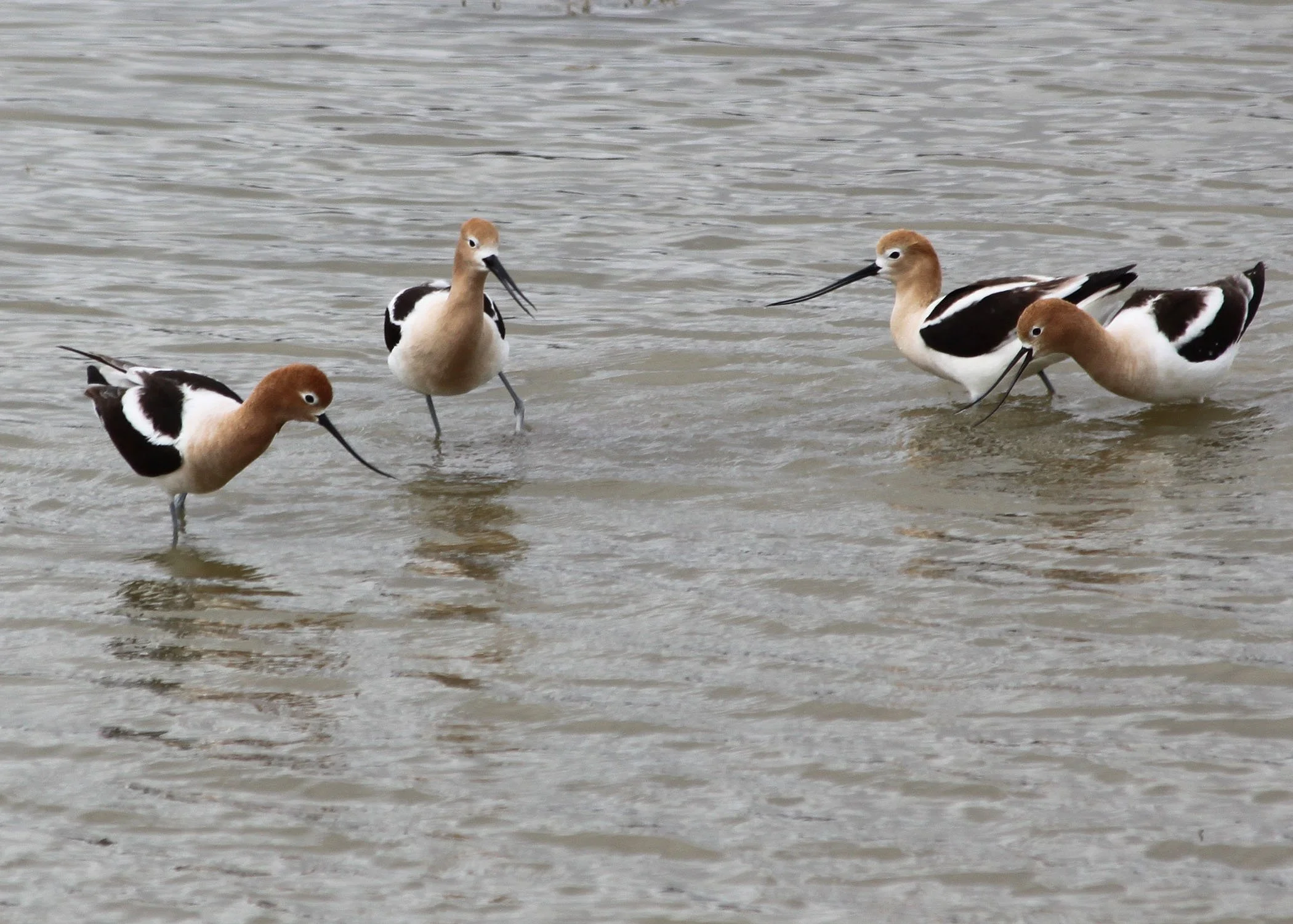 Monthly meeting: Shorebird Migration