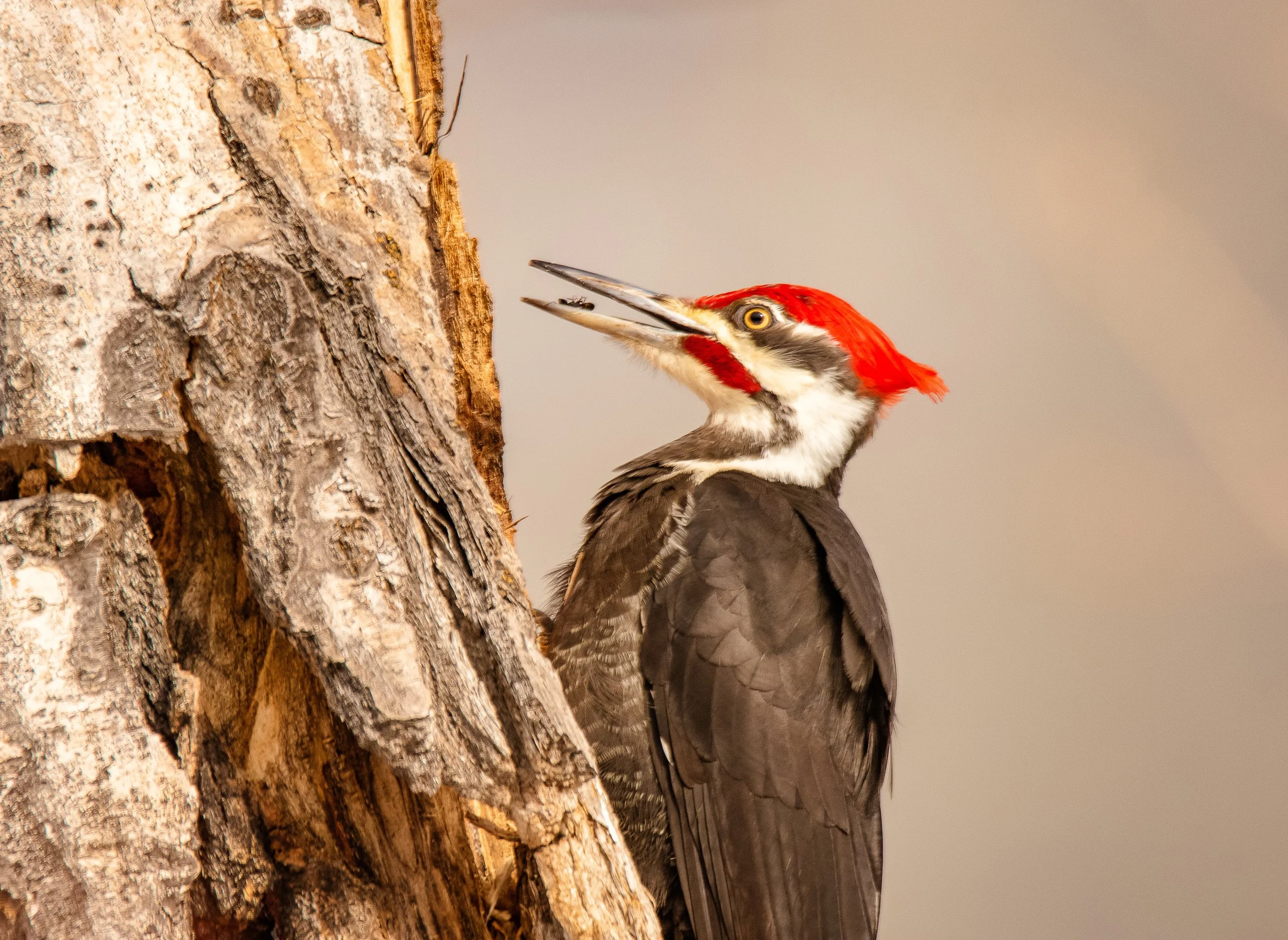 Class: Beginning Birding and Getting the Most From Merlin and EBird