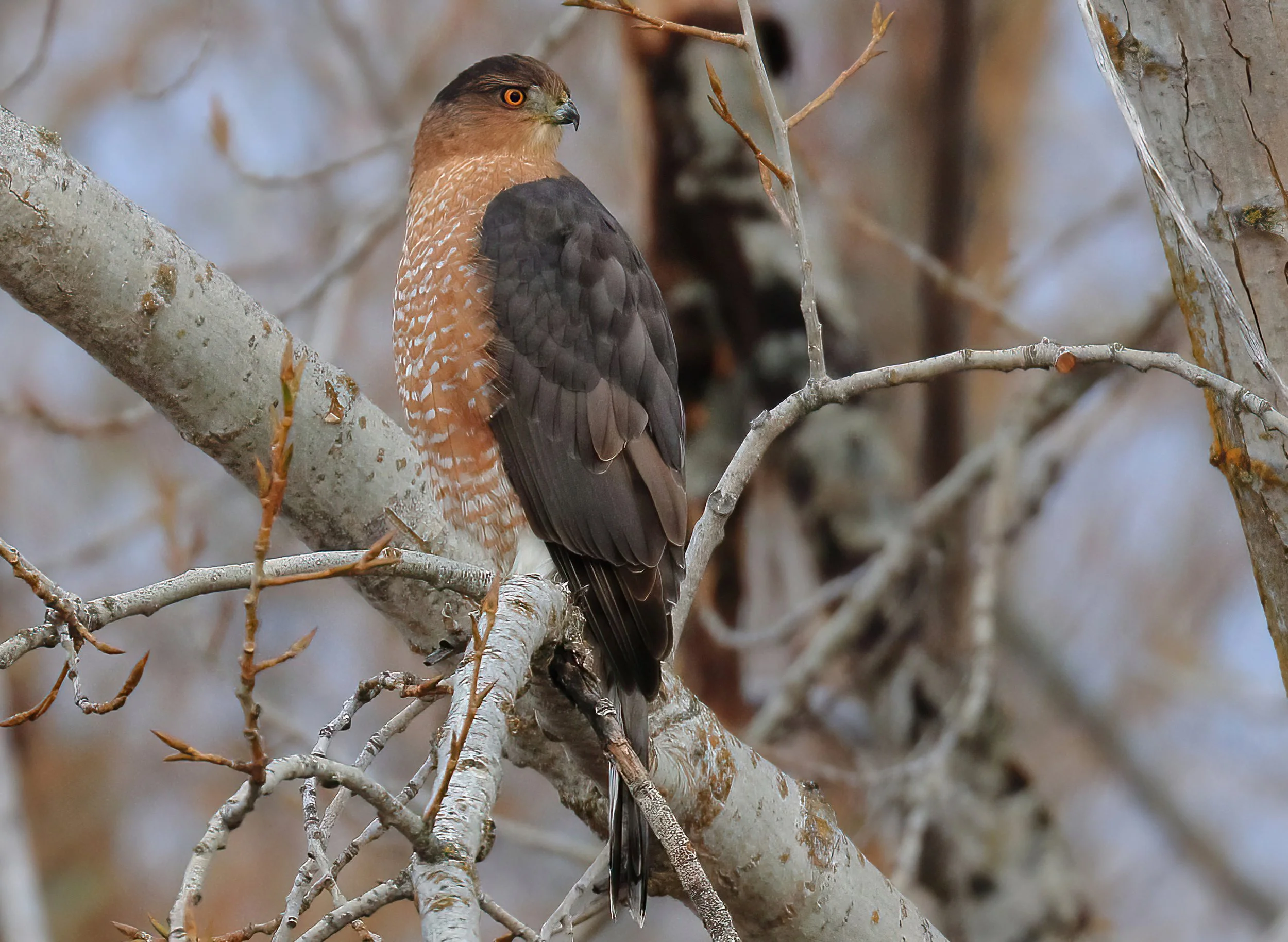 Seasonal Bird Walk at Glen Tana