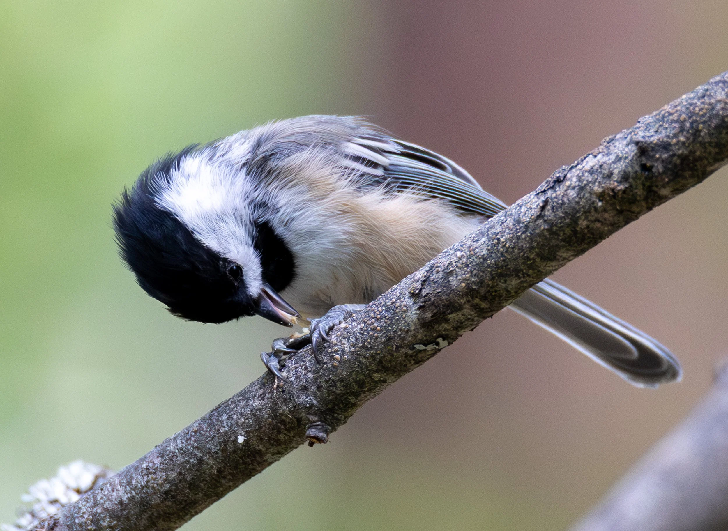 Bird walk at Lincoln Park