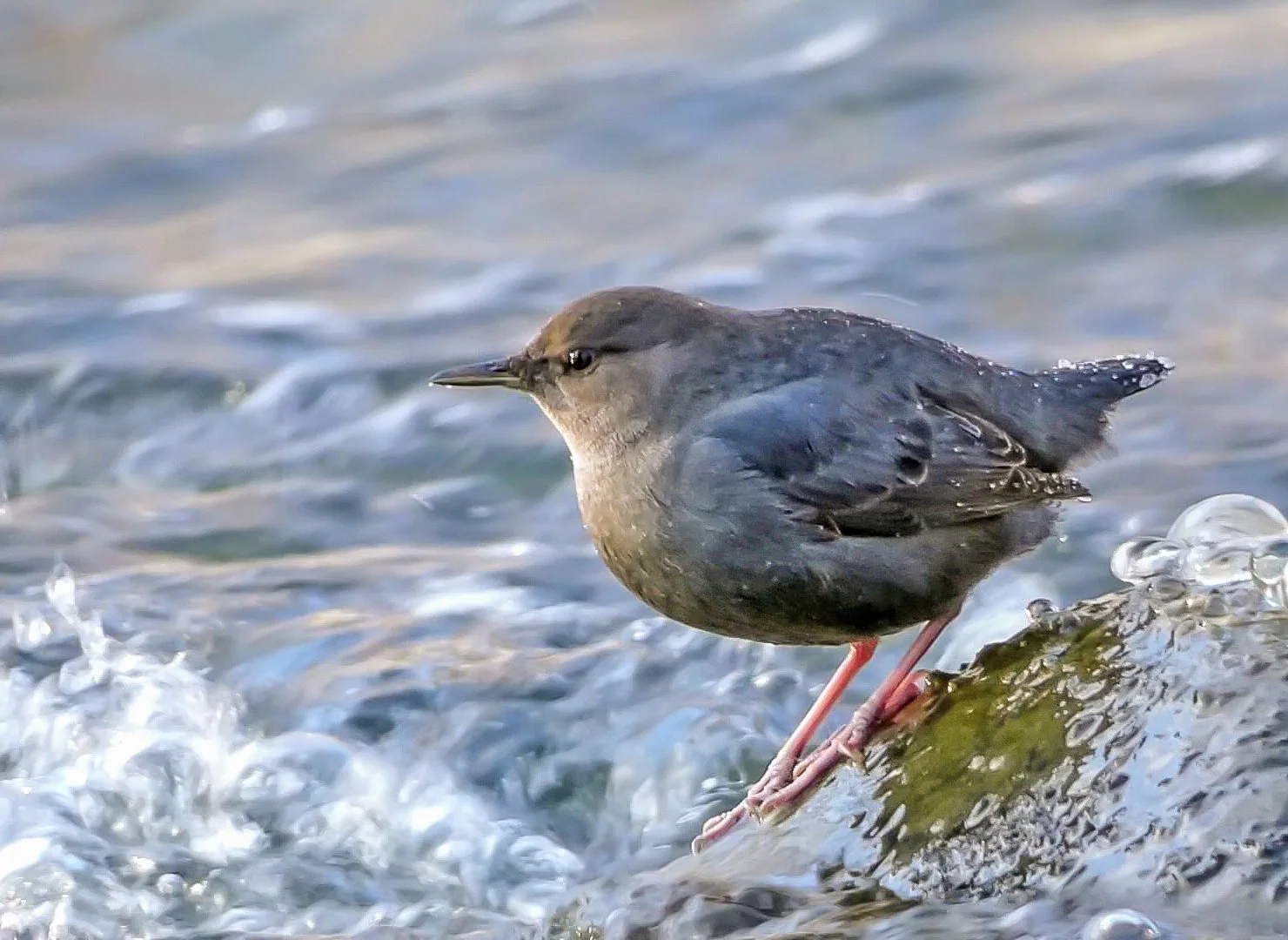 Young Birders Walk