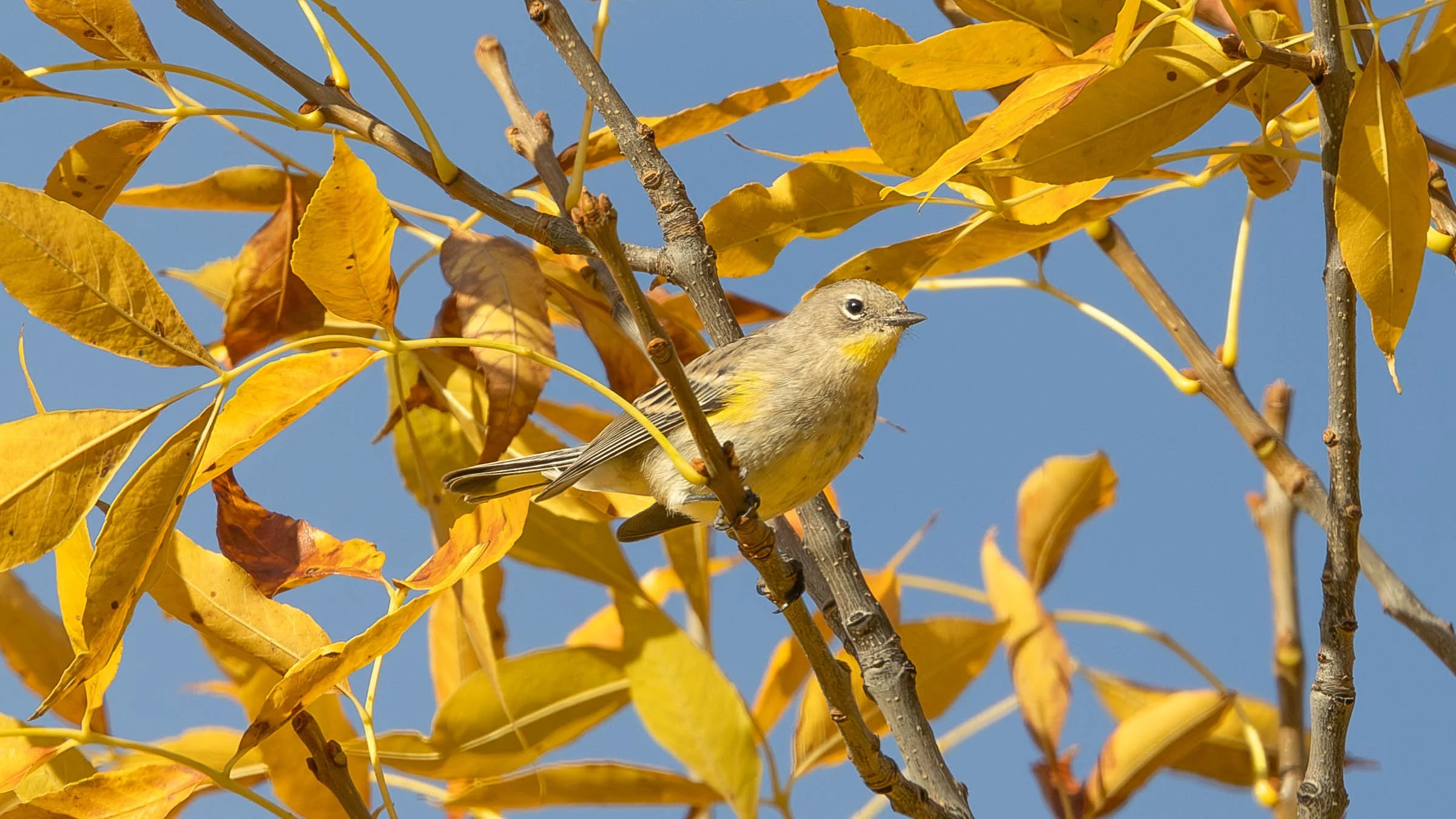 2026-10-02 Yellow-rumped Warbler 16x9.jpg