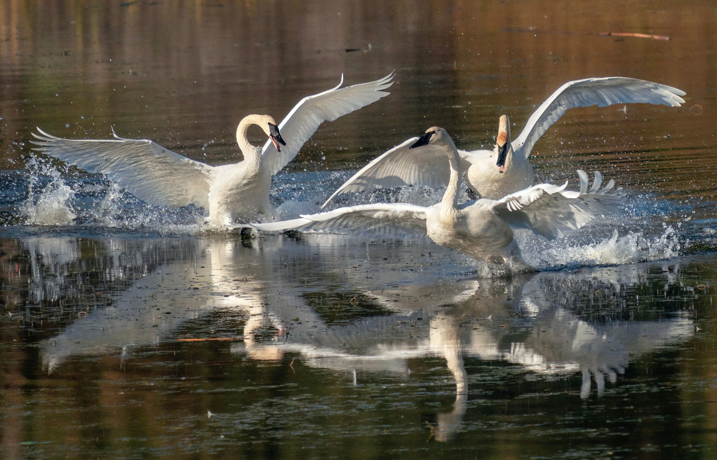 Child-Friendly Bird Walk at Turnbull