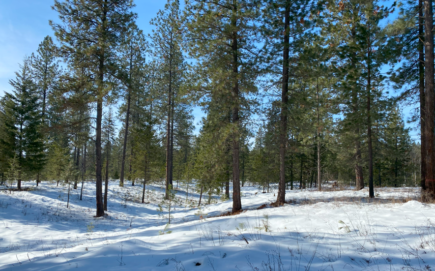Contemplative Bird/Nature Hike at McLellan Overlook