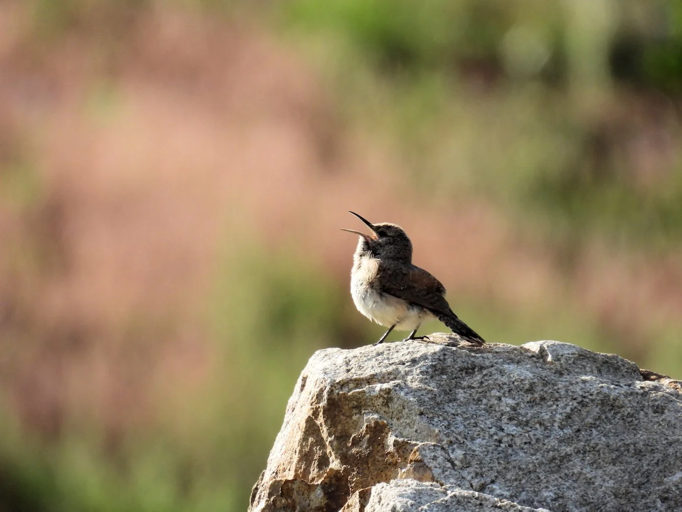 Spokane Conservation District Bird Walk