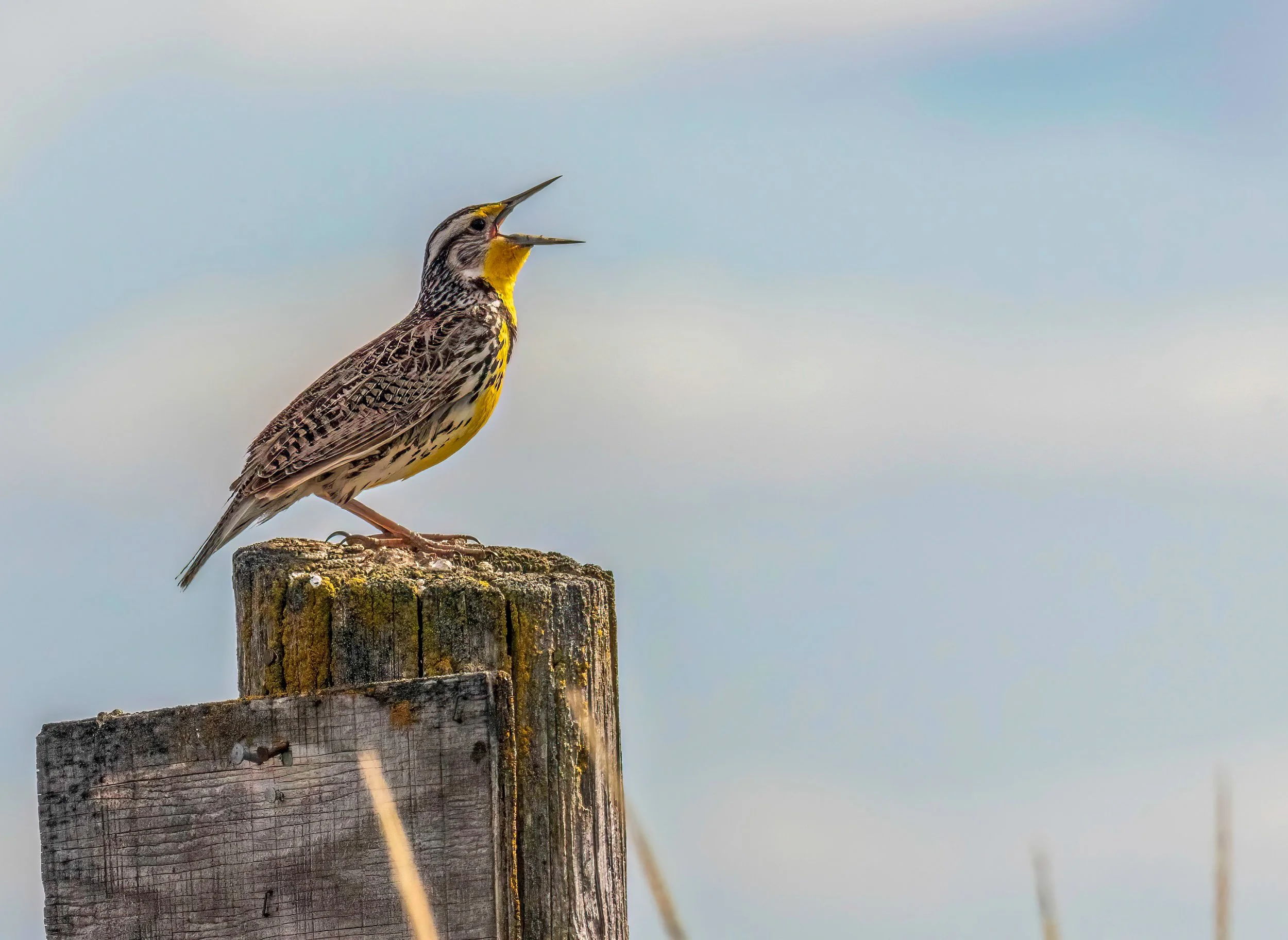 Western Meadowlark by Allie Raye