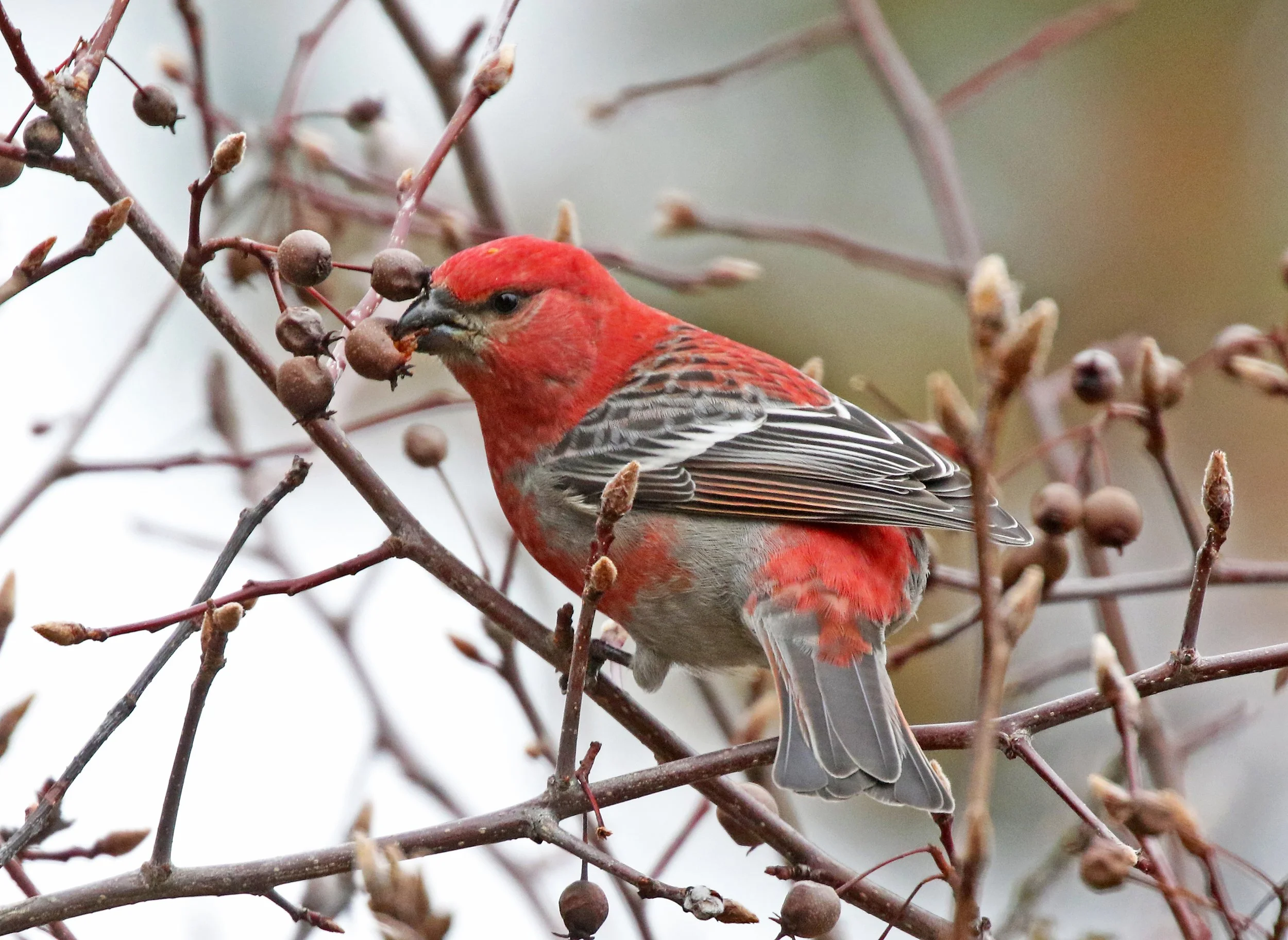  Pine Grosbeak by Marlene Cashen
