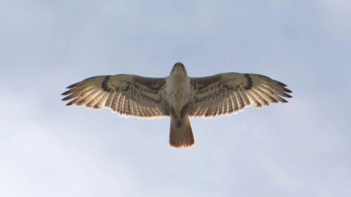eBird Sightings, Apr 2026