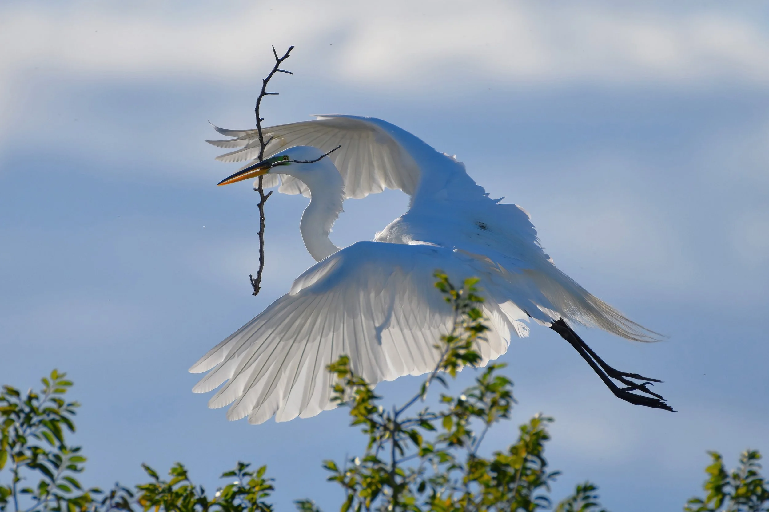 Great Egret by Paula Zanter-Stout