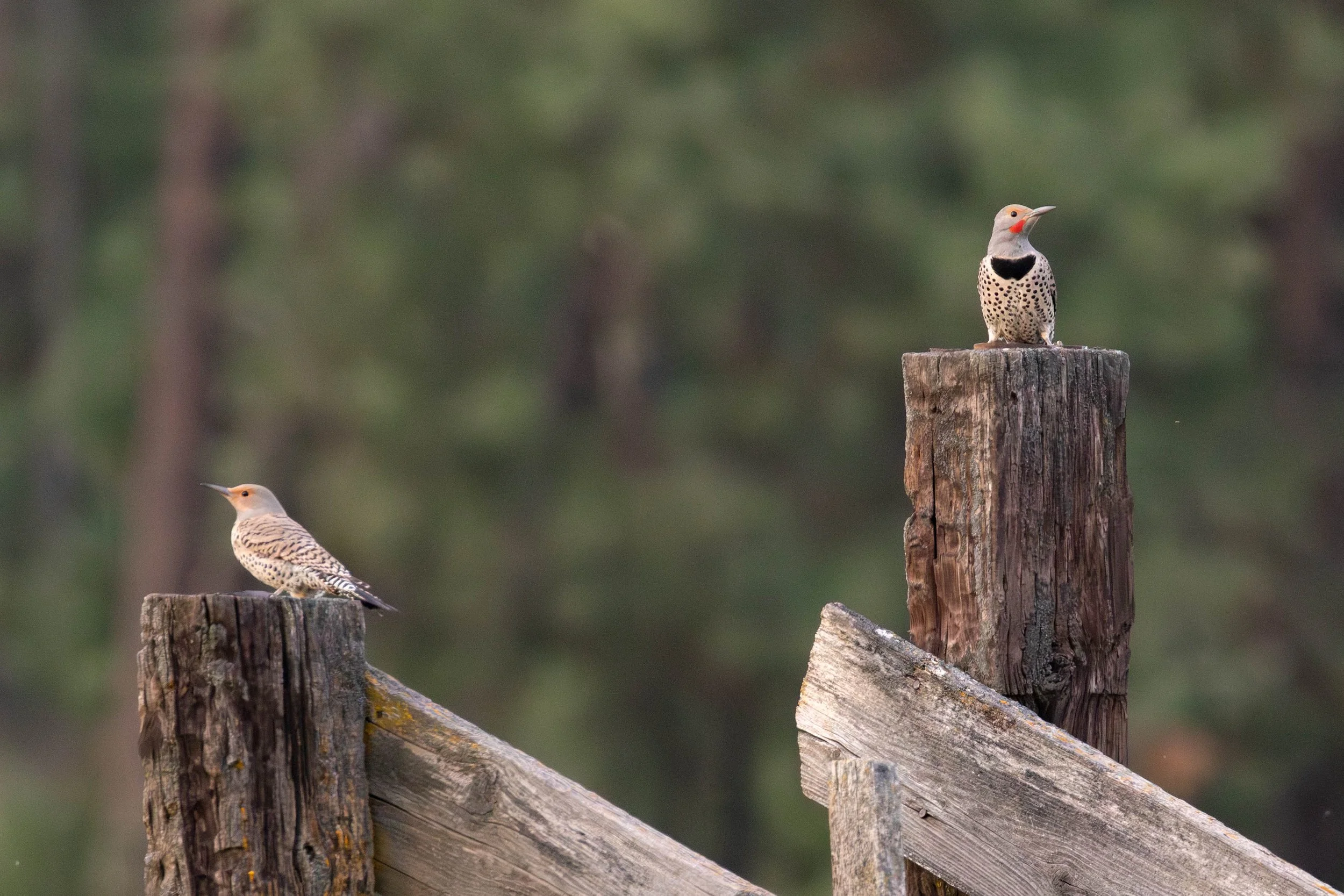 Northern Flickers