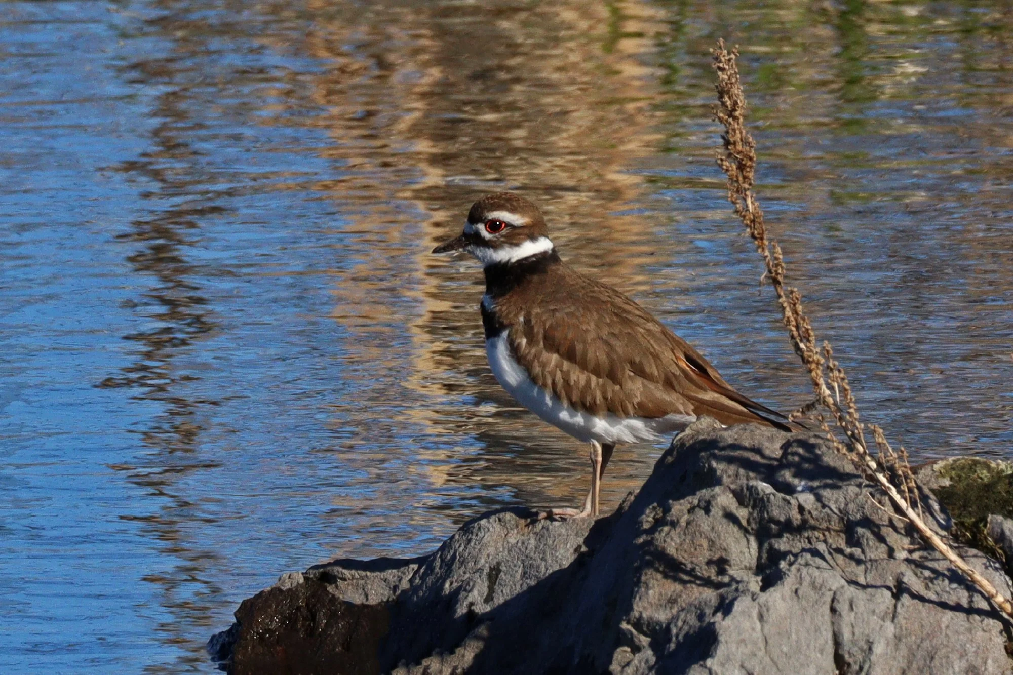 Killdeer, April 3, Carlene Hardt, Turnbull NWR.jpg