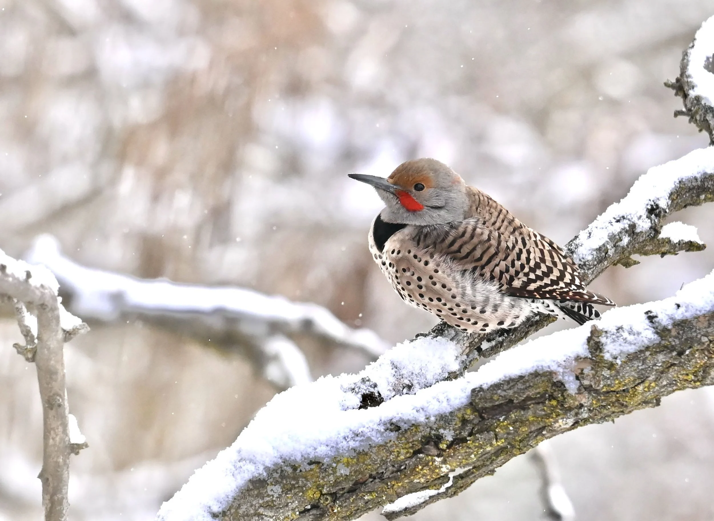  Northern Flicker by Theo Goodwin