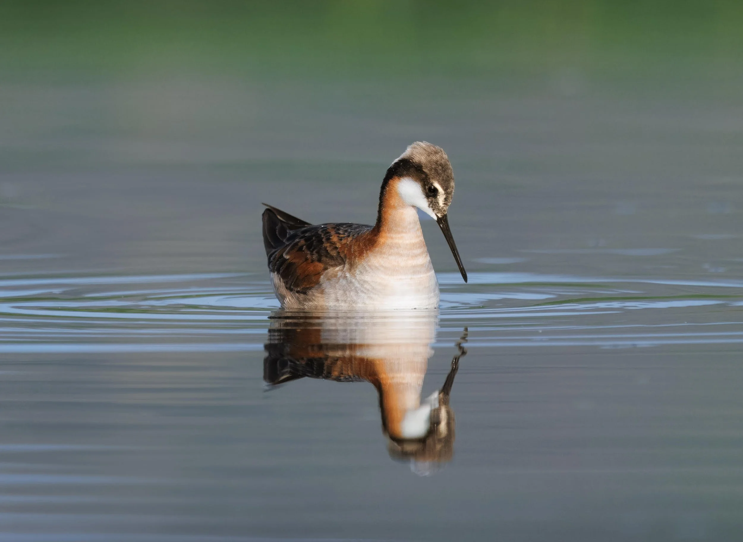  Wilson's Phalarope by Desiree Hildenbrand