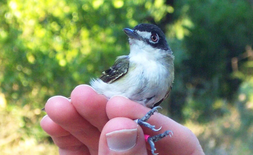Wildlife Conservation on Military Lands