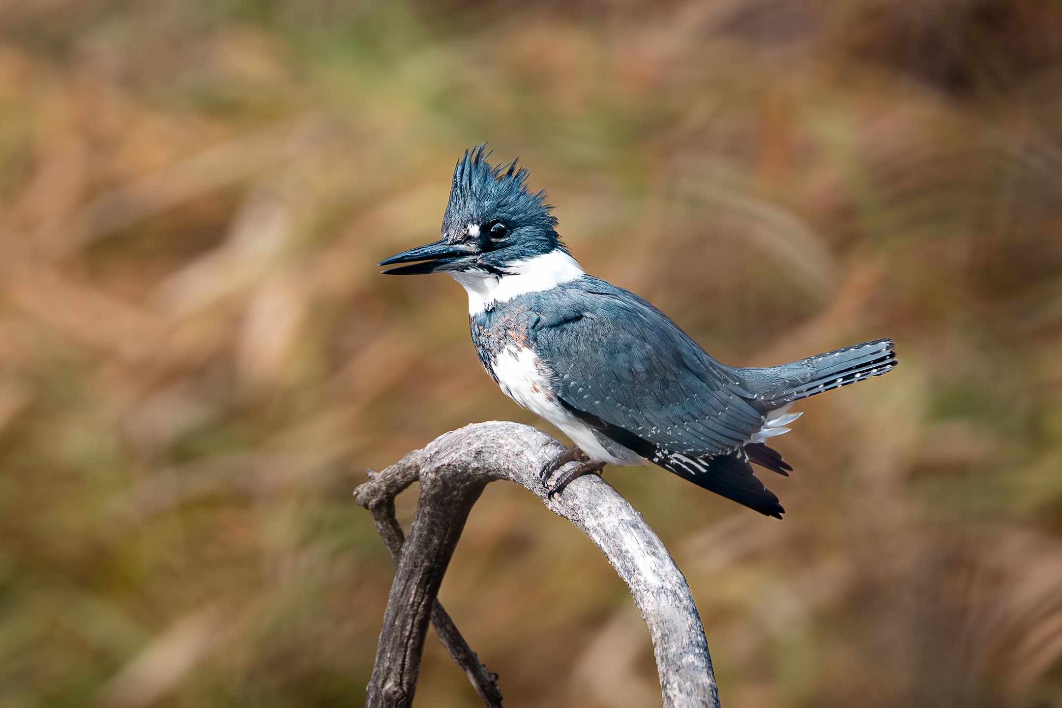 Seeing Without Being Seen: A Low Impact Approach to Bird Photography