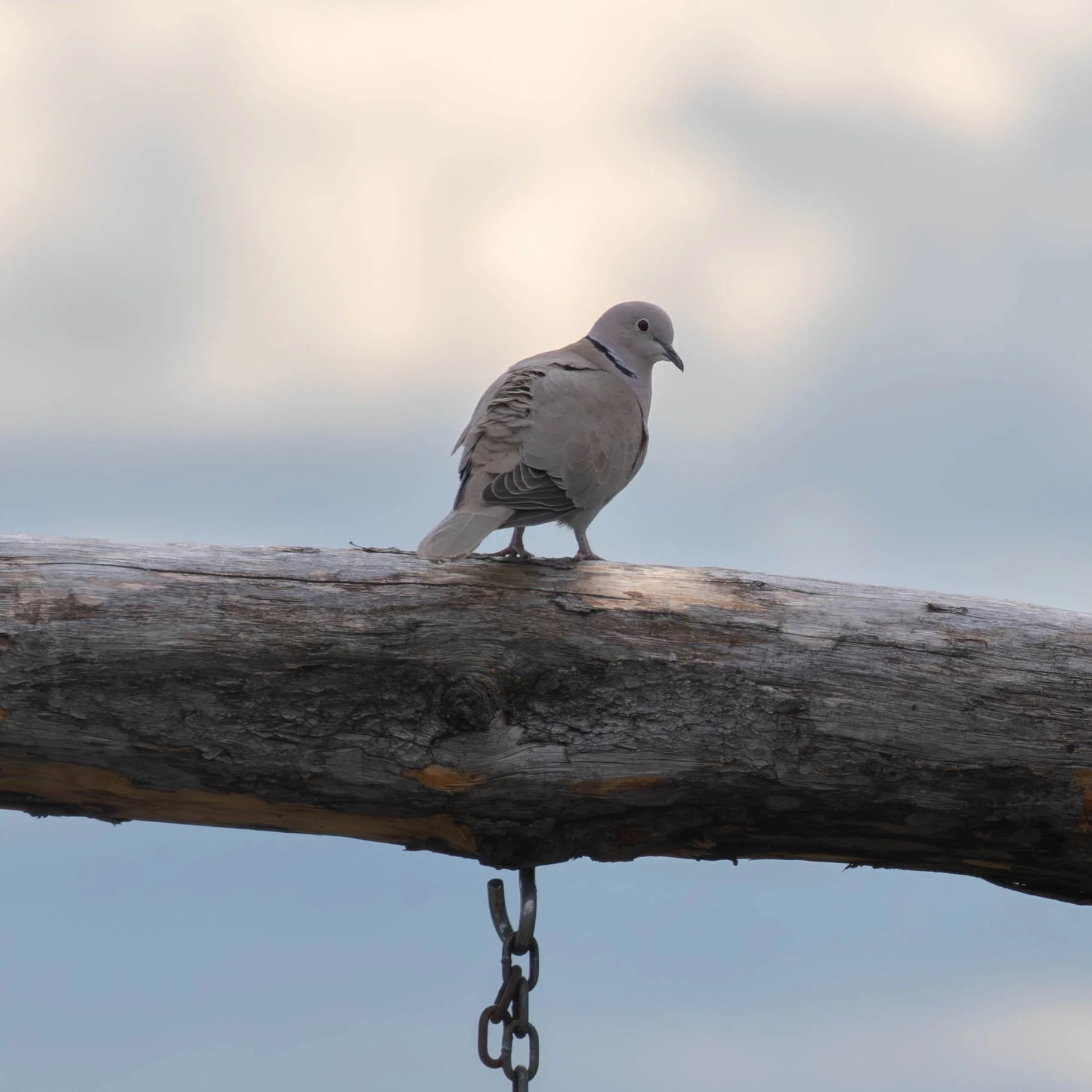 Eurasian Collared-dove