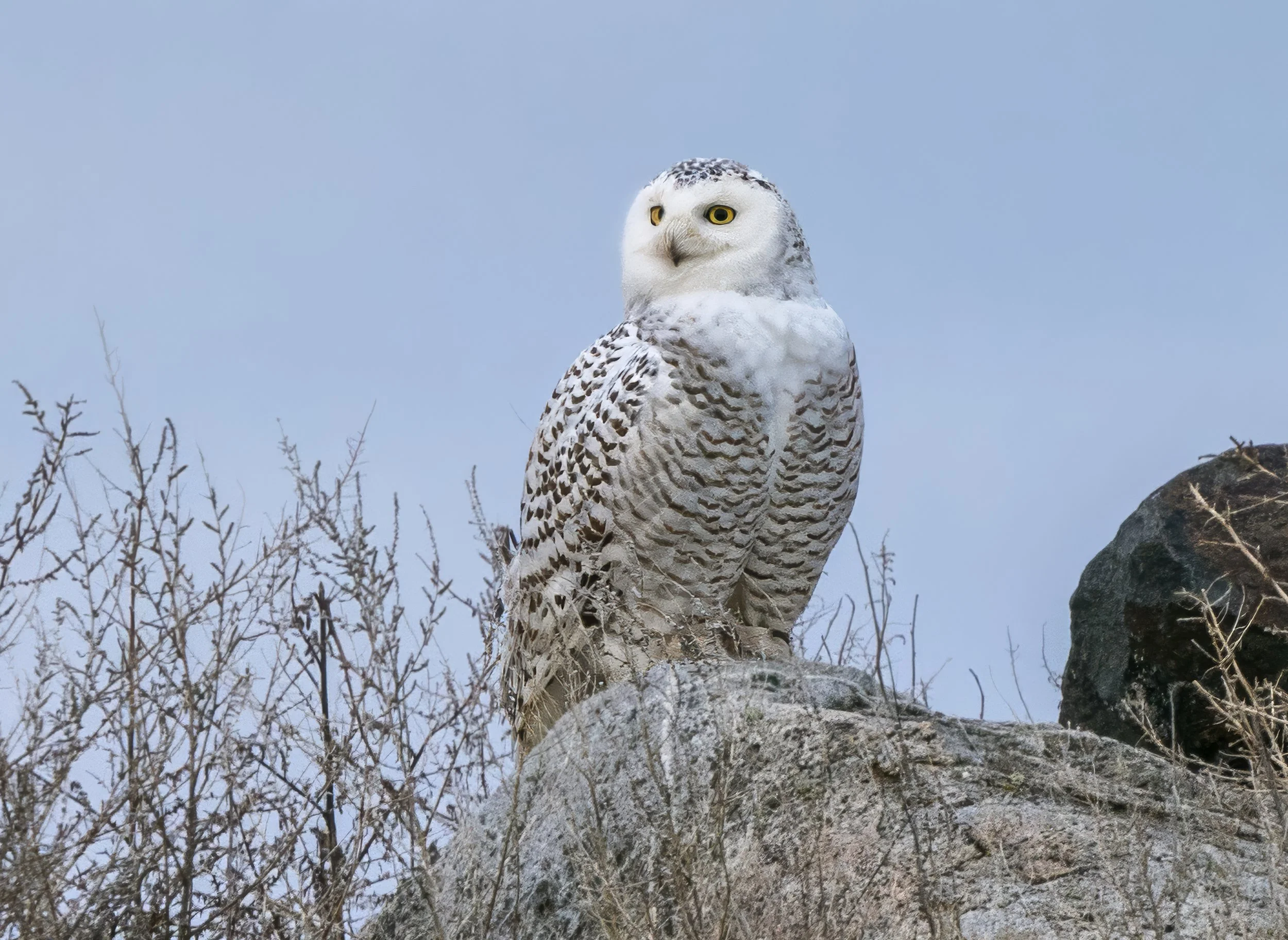 Snowy Owl by Cortney Litwin