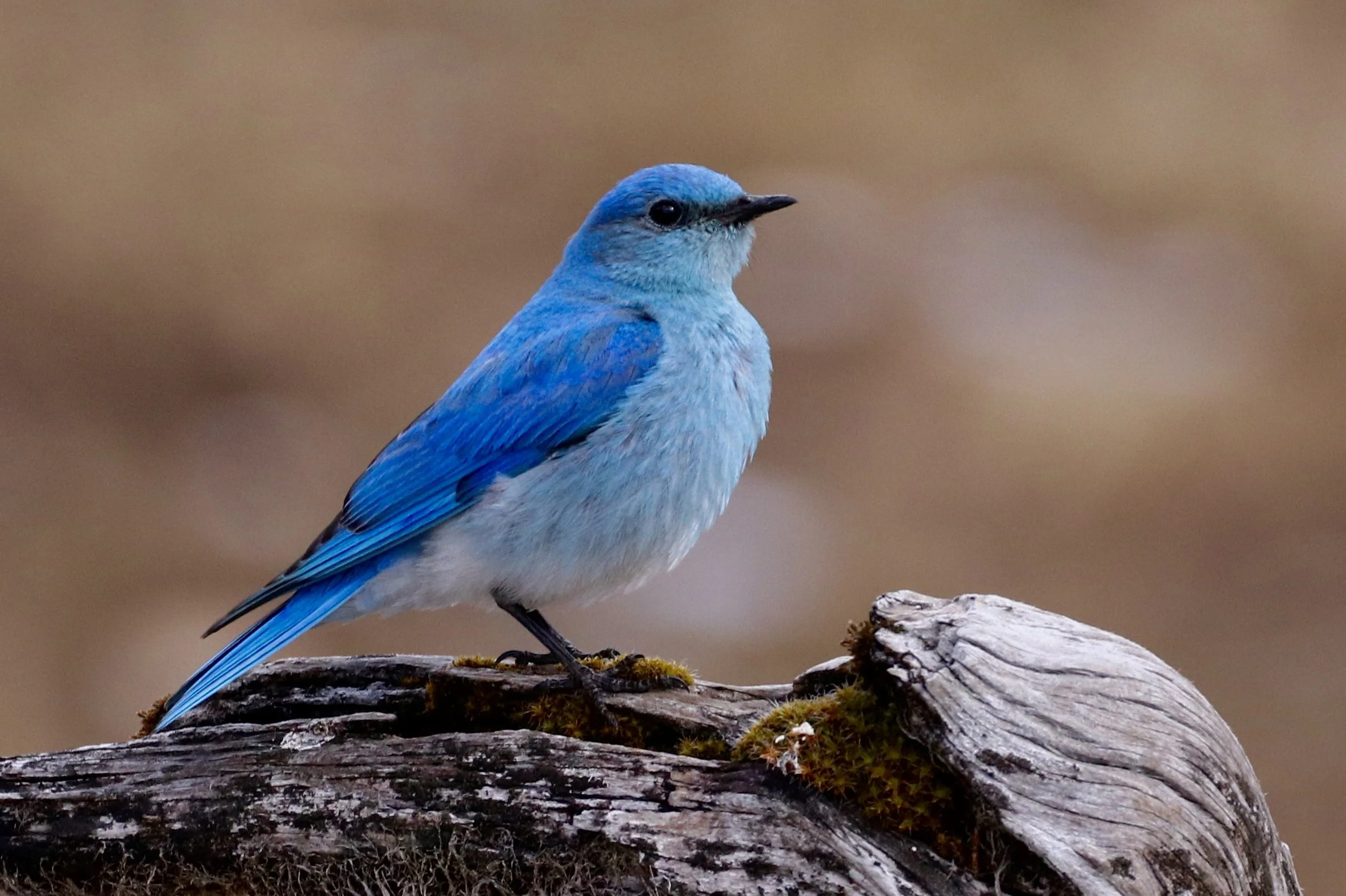 Mountain Bluebird by Dave Drum.jpg
