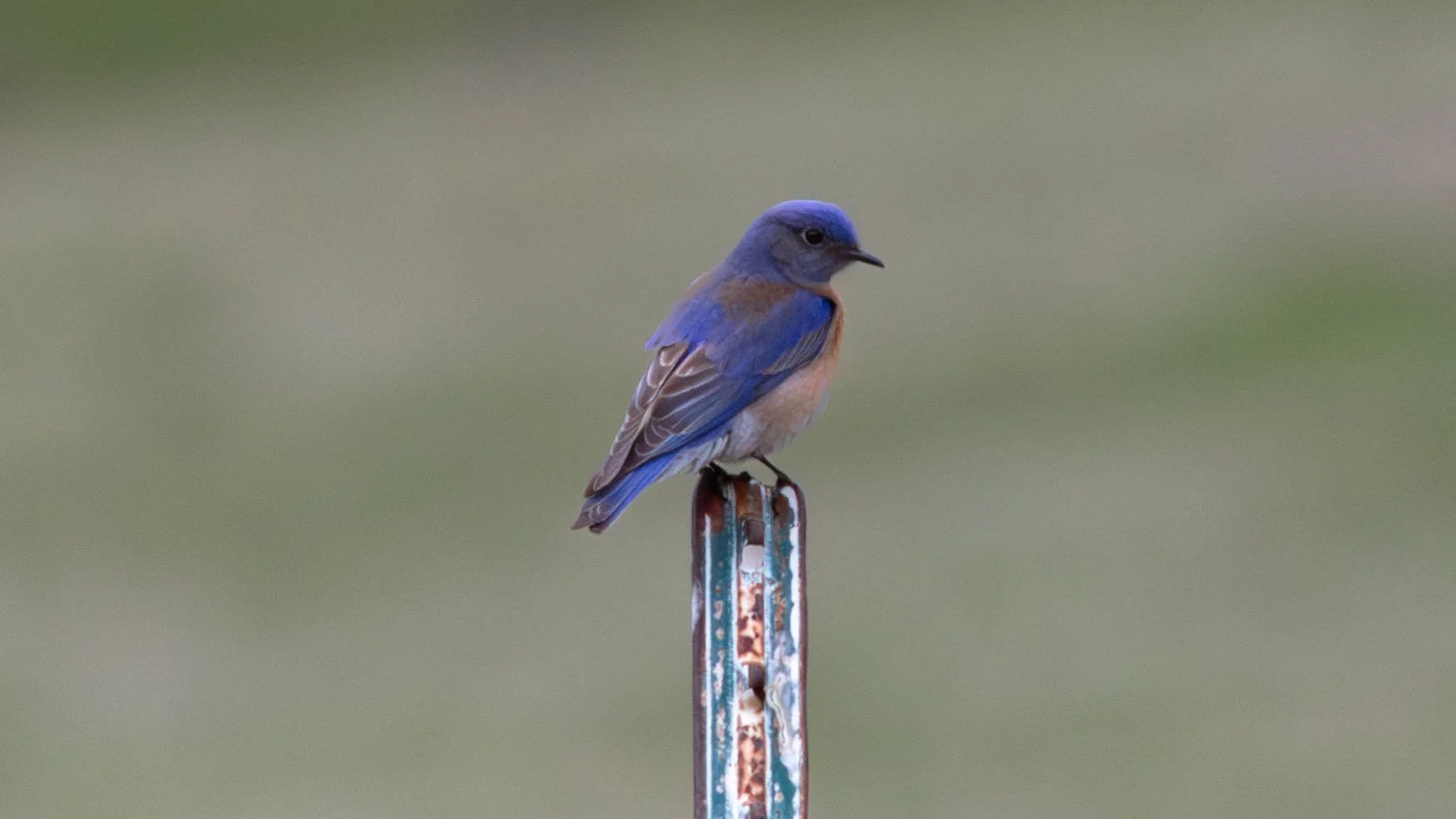Western Bluebird by Erik Shelley.jpg