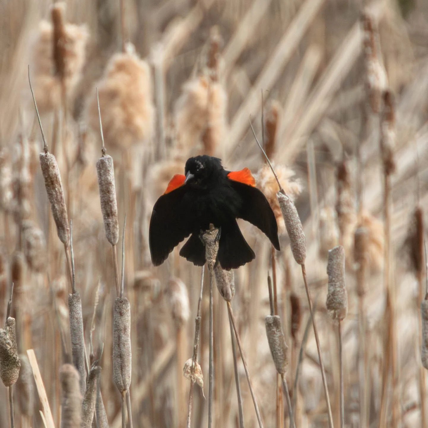 Red-winged Blackbird