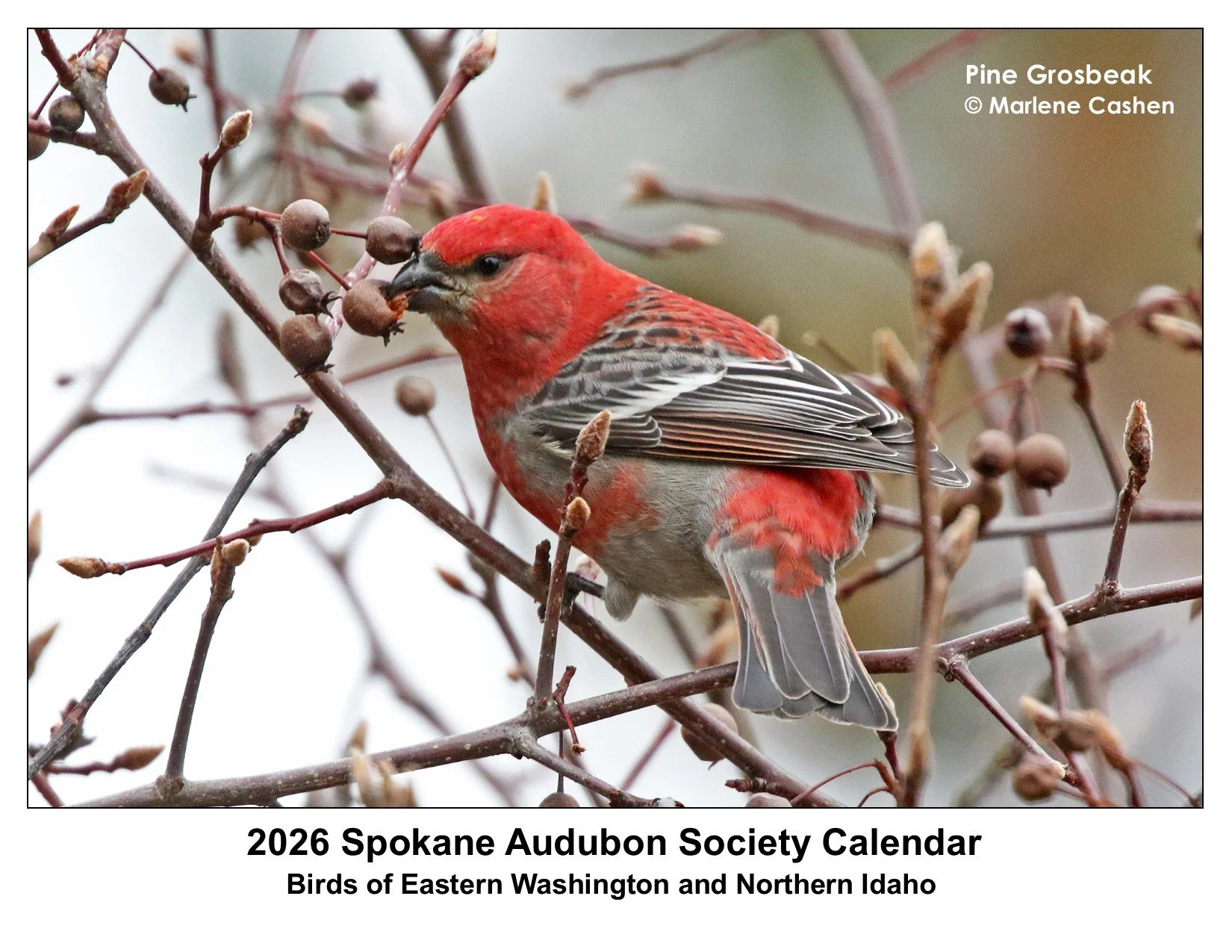 SAS_2026_calendar_cover.jpg